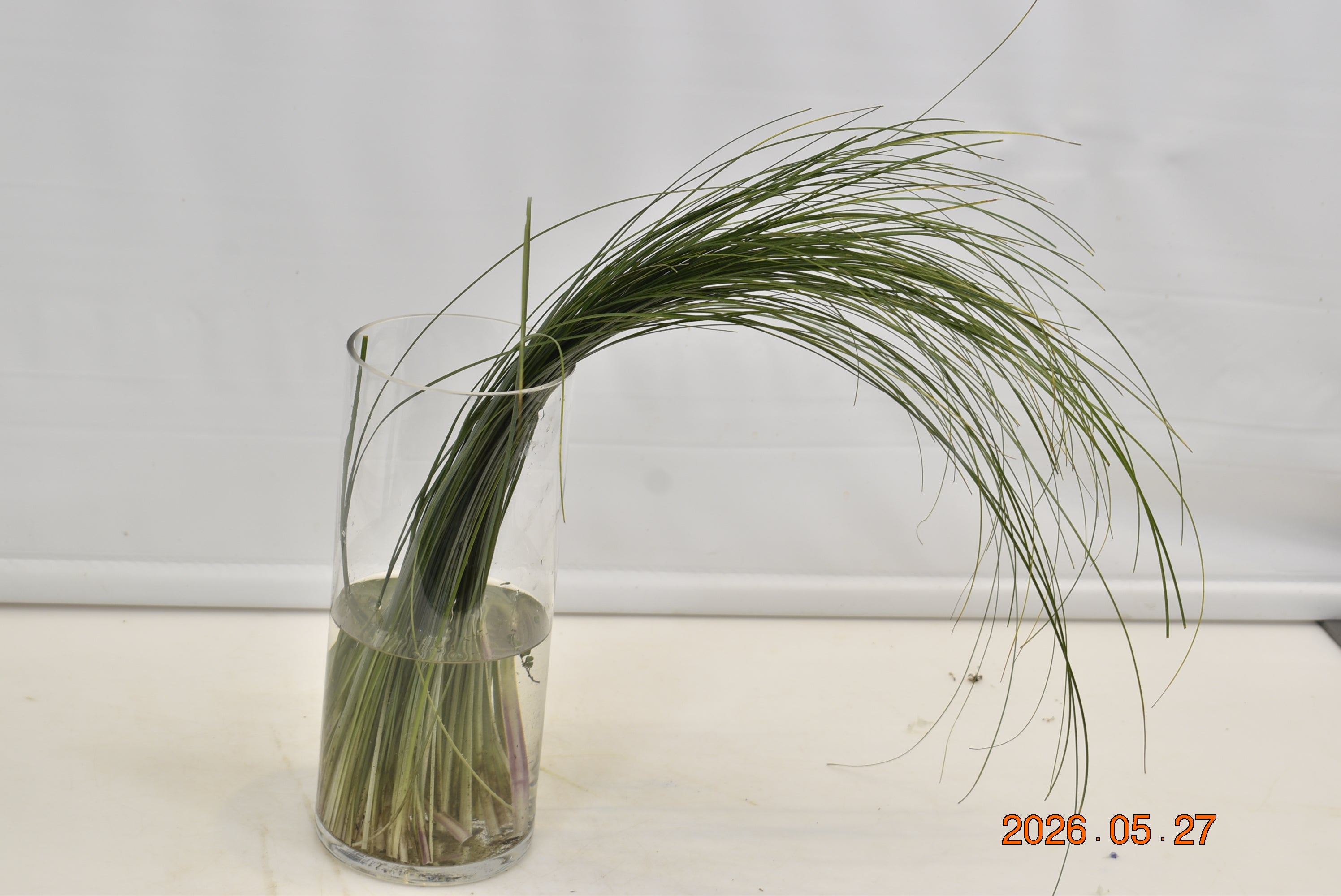 BEAR GRASS 150g Large