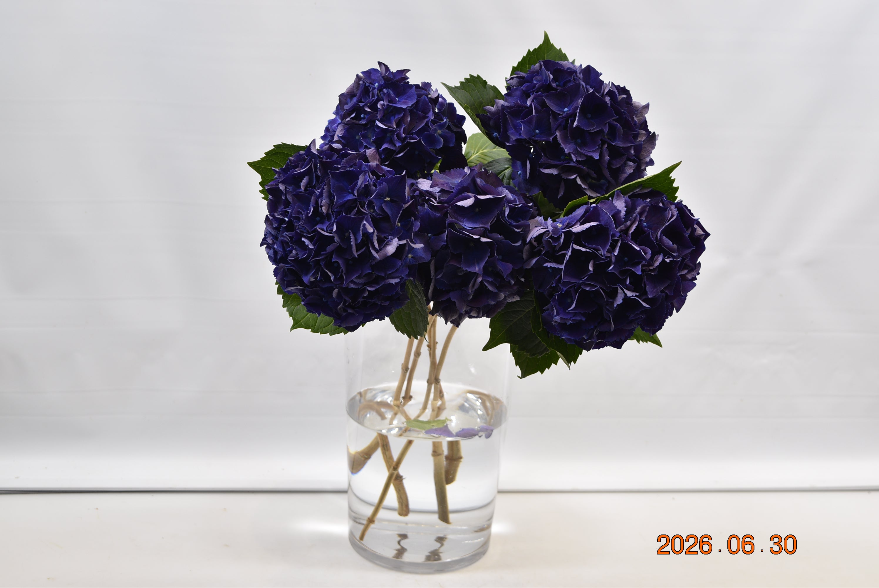 Hydrangea Purple King Large