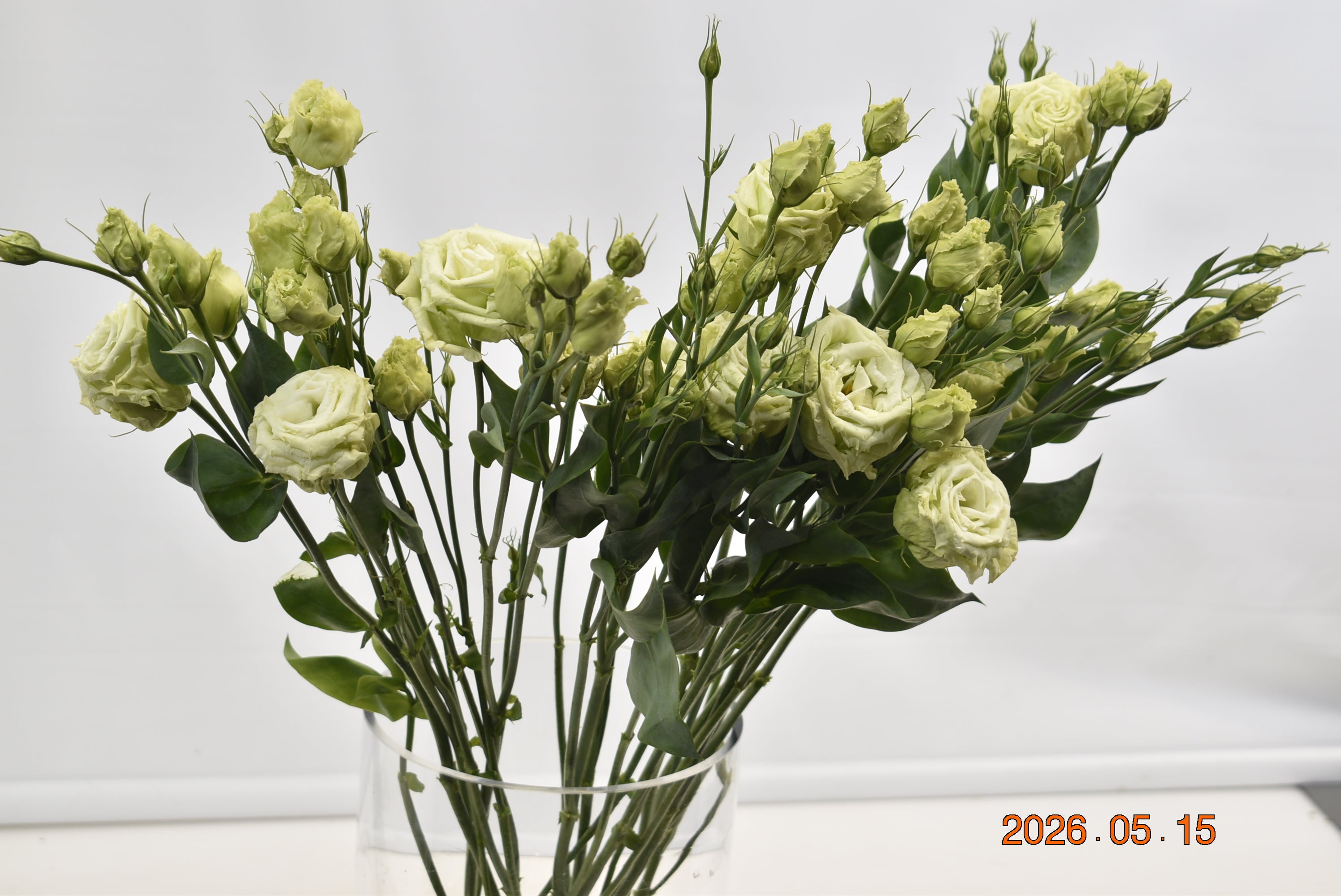 LISIANTHUS DBL GREEN Large