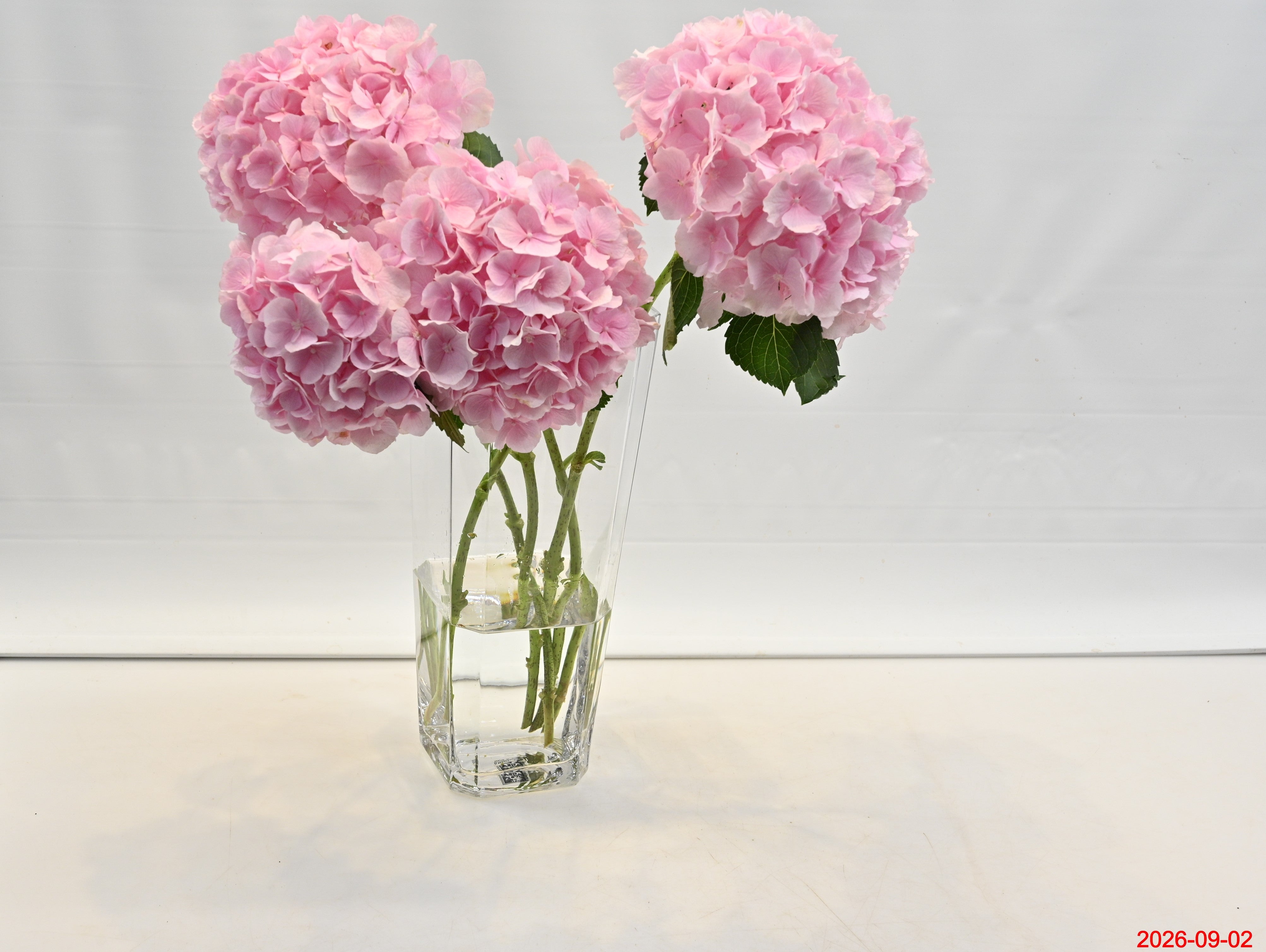 HYDRANGEA NOVELTY Large