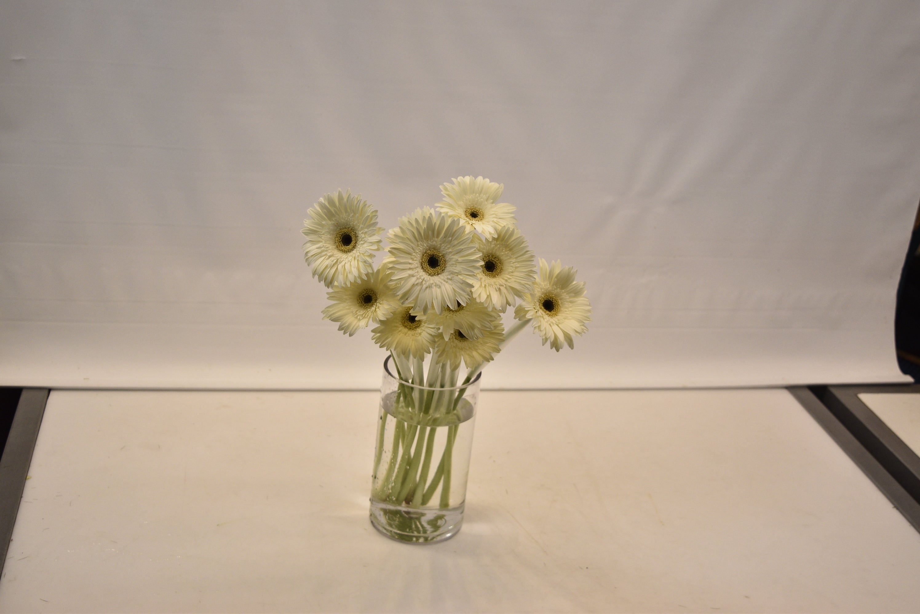 Gerbera Owen Large