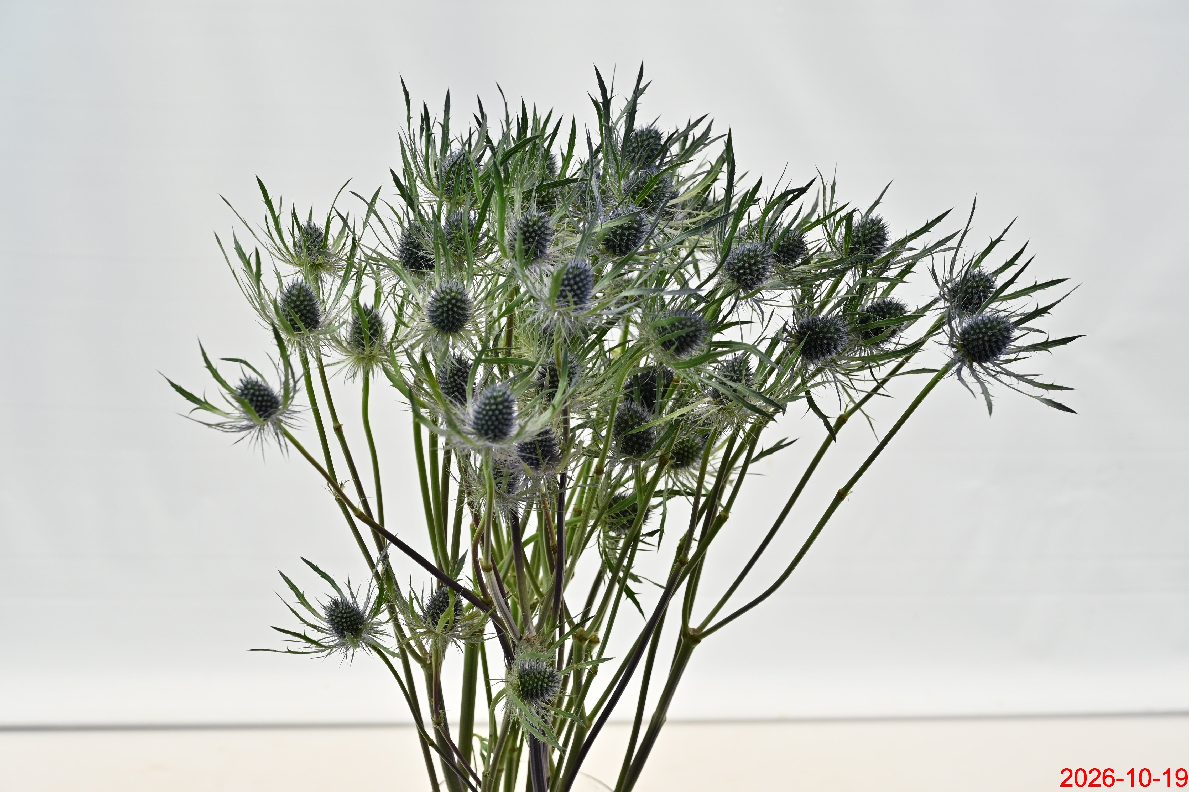 ERYNGIUM TINKER BELL Large