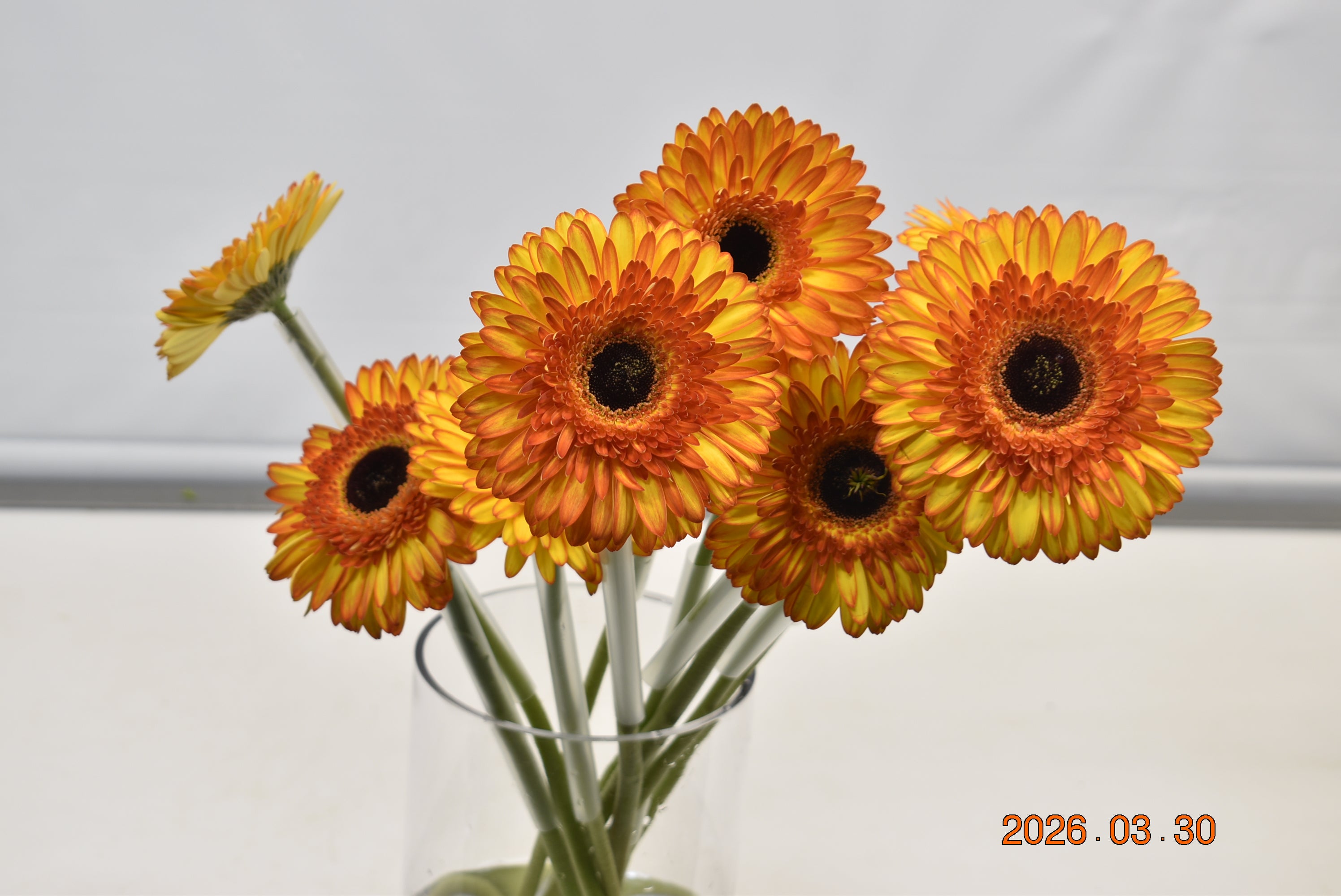 GERBERA SPOTLIGHT Large