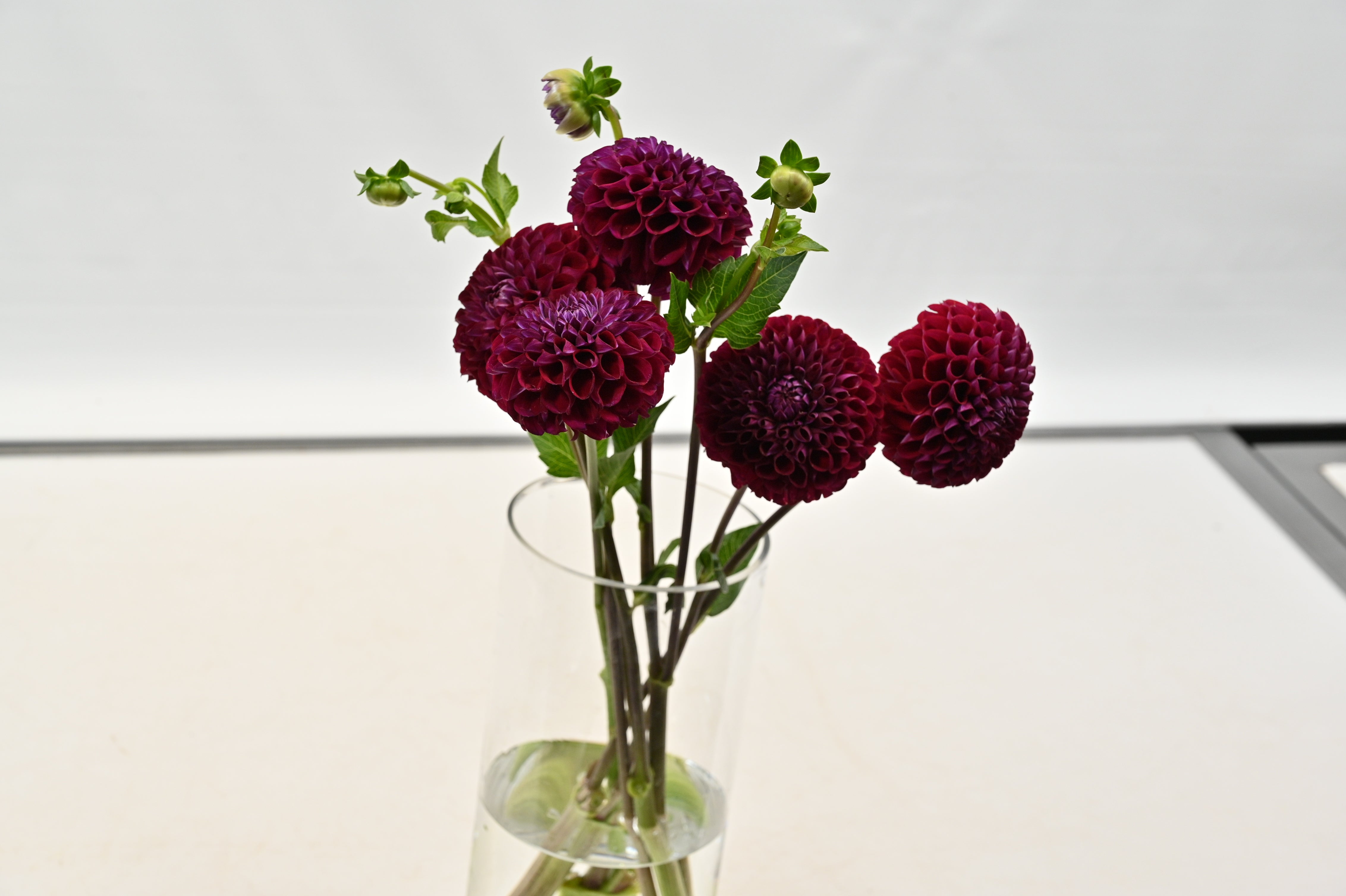 DAHLIA BURGUNDY Large
