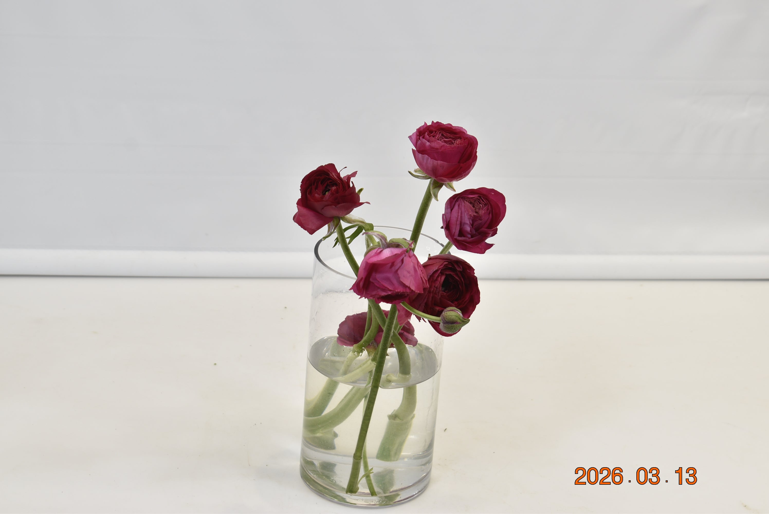 Ranunculus Hot Pink Large