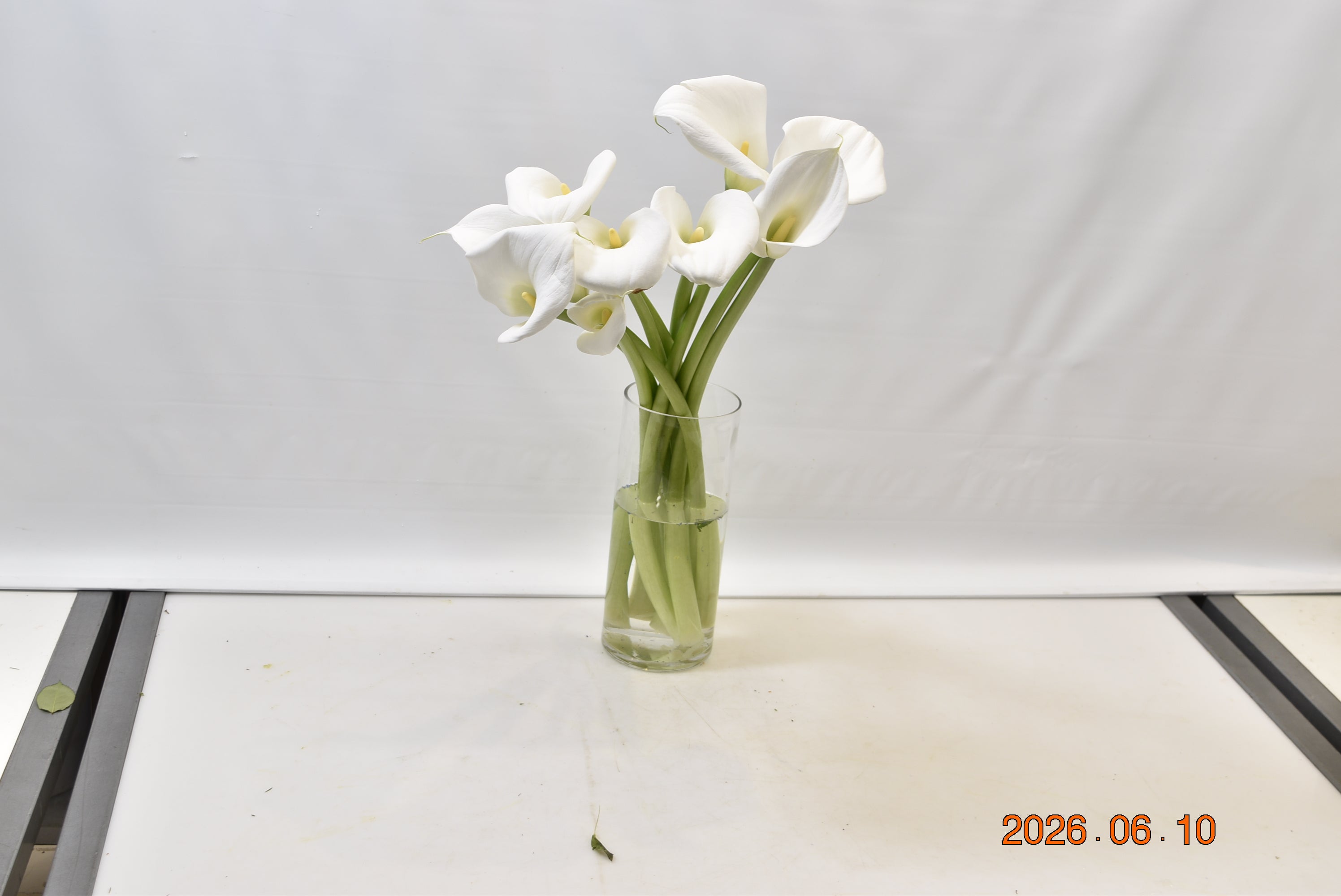 CALLA WHITE Large