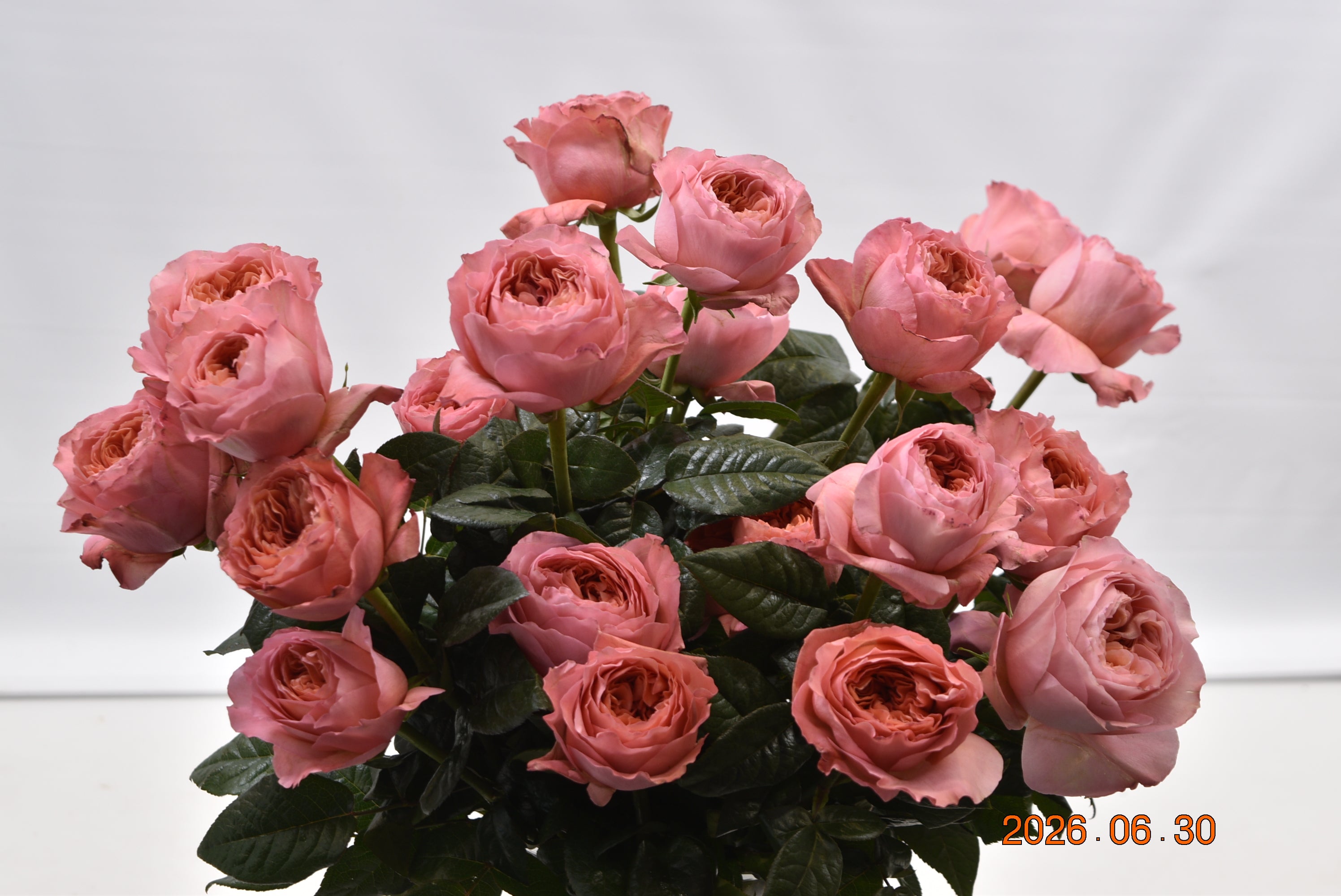 Rose Candy Xpression Large