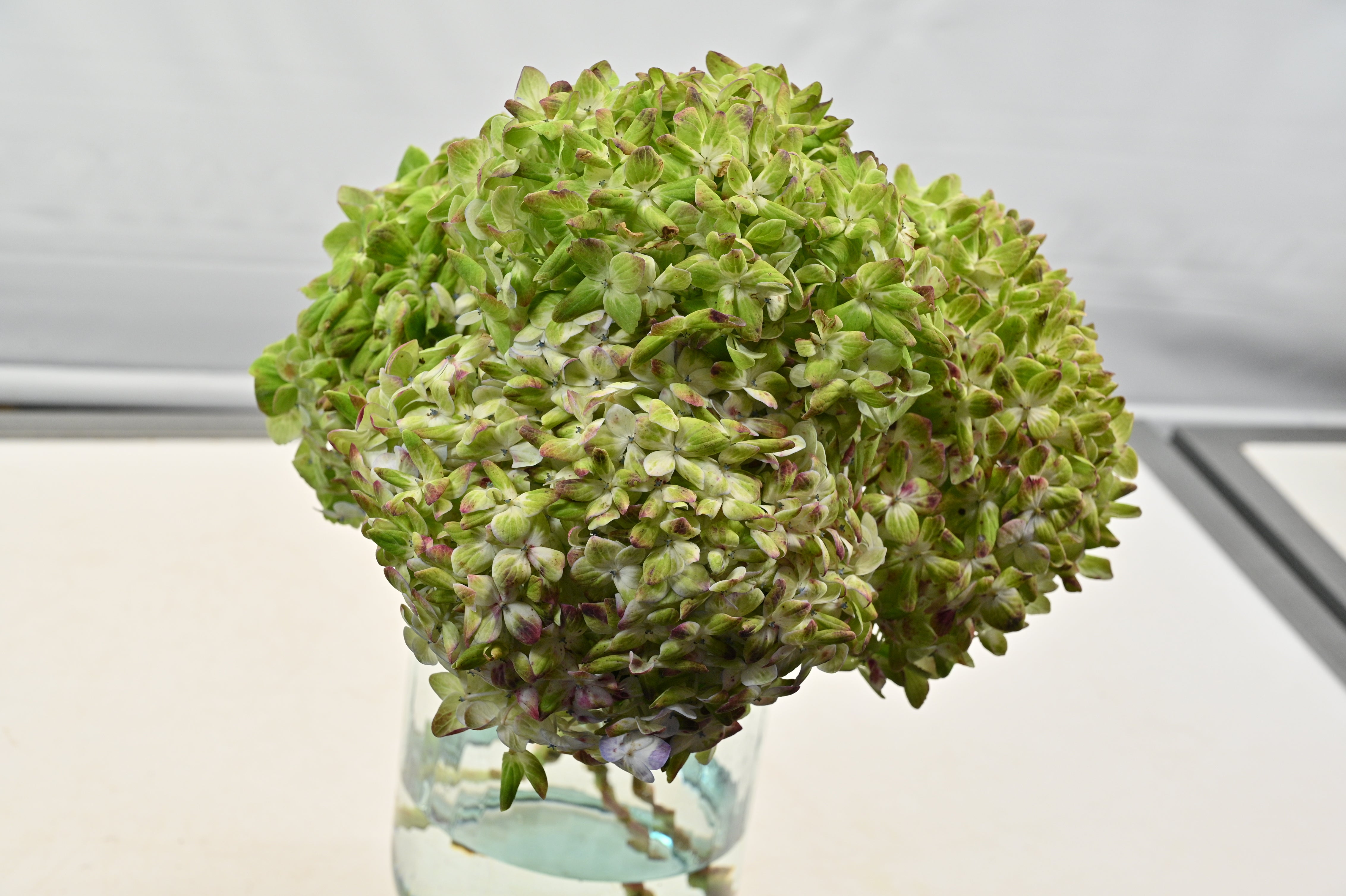 Hydrangea Antique Red Large