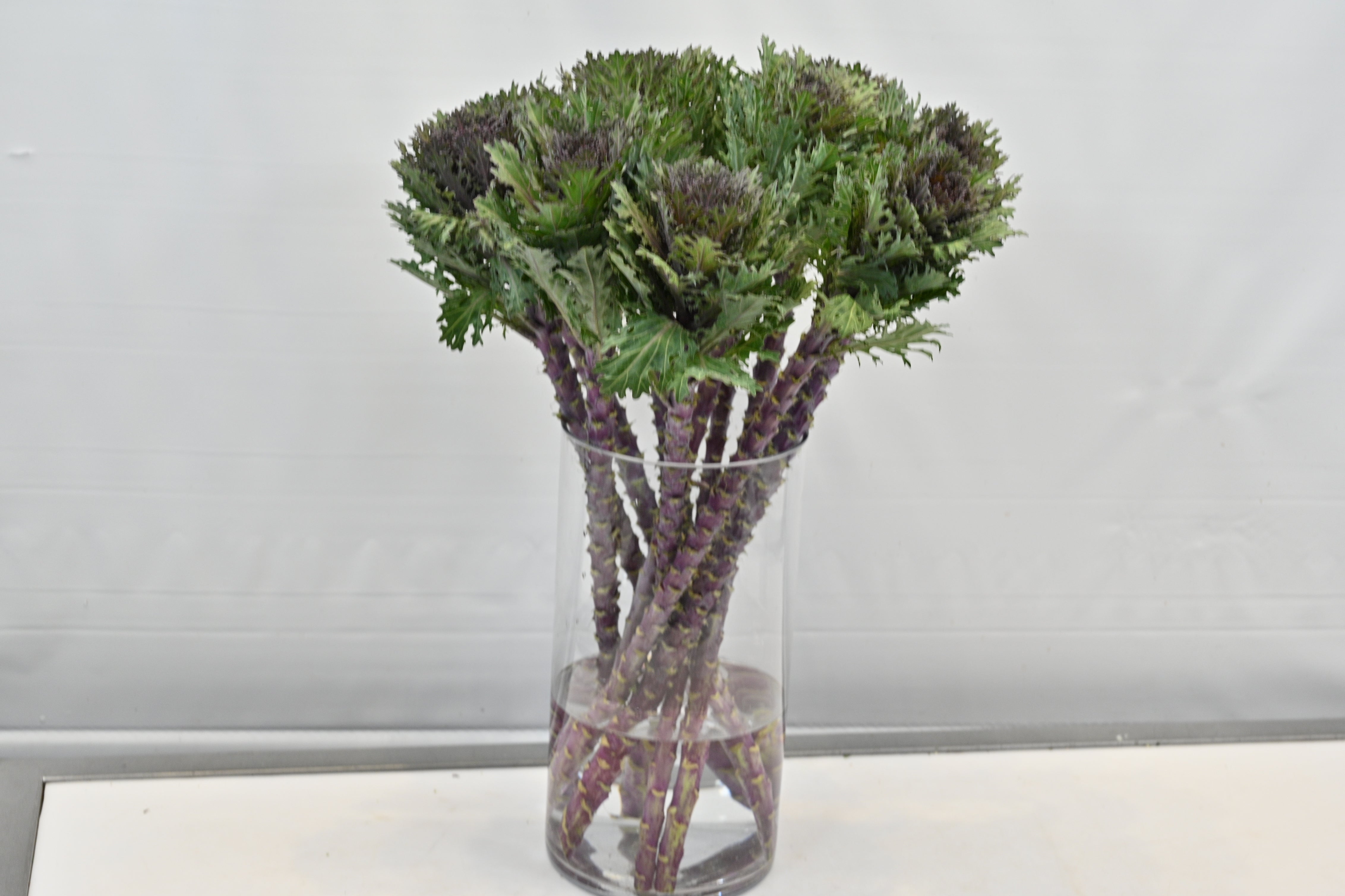 KALE PEACOCK PURPLE Large