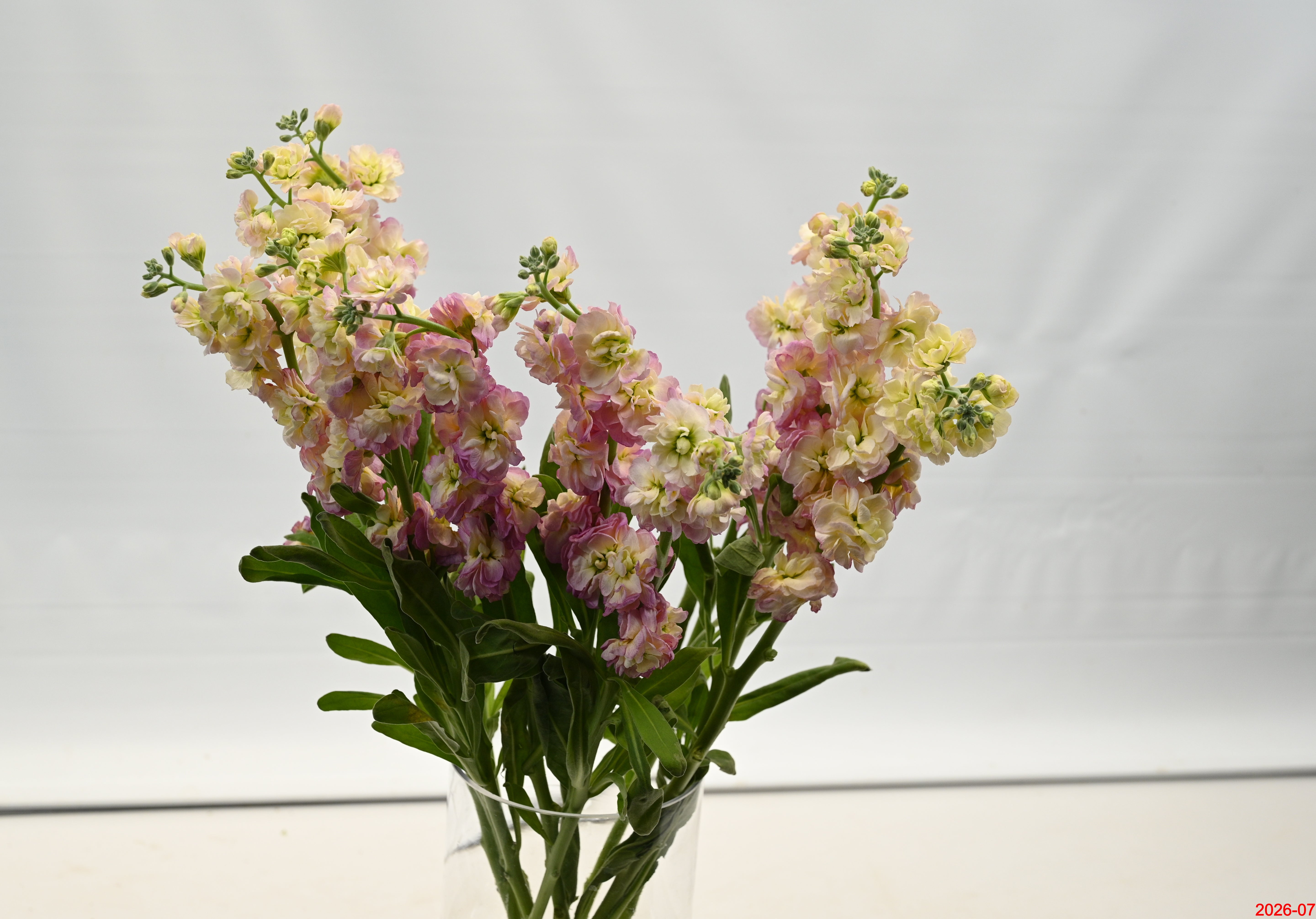 STOCK ANTIQUE PINK Large