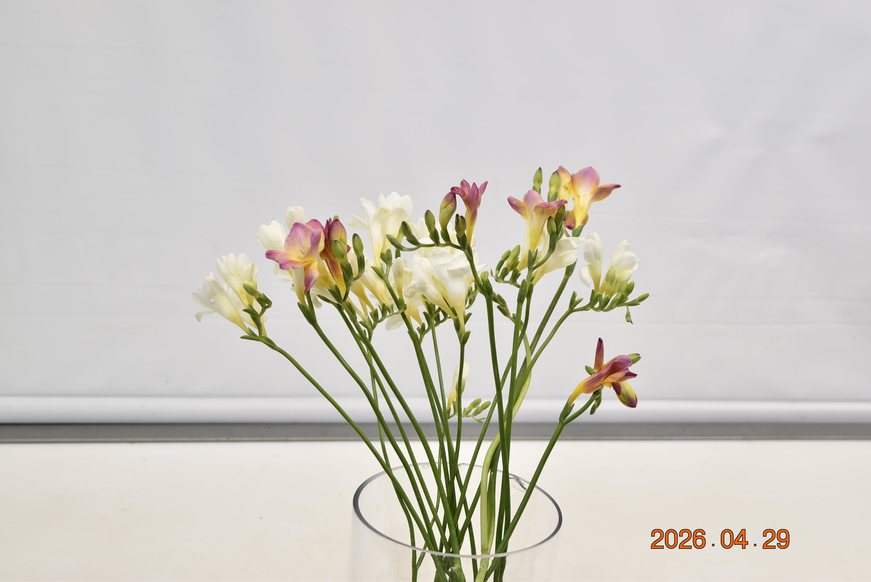 FREESIA ASSORTED Large