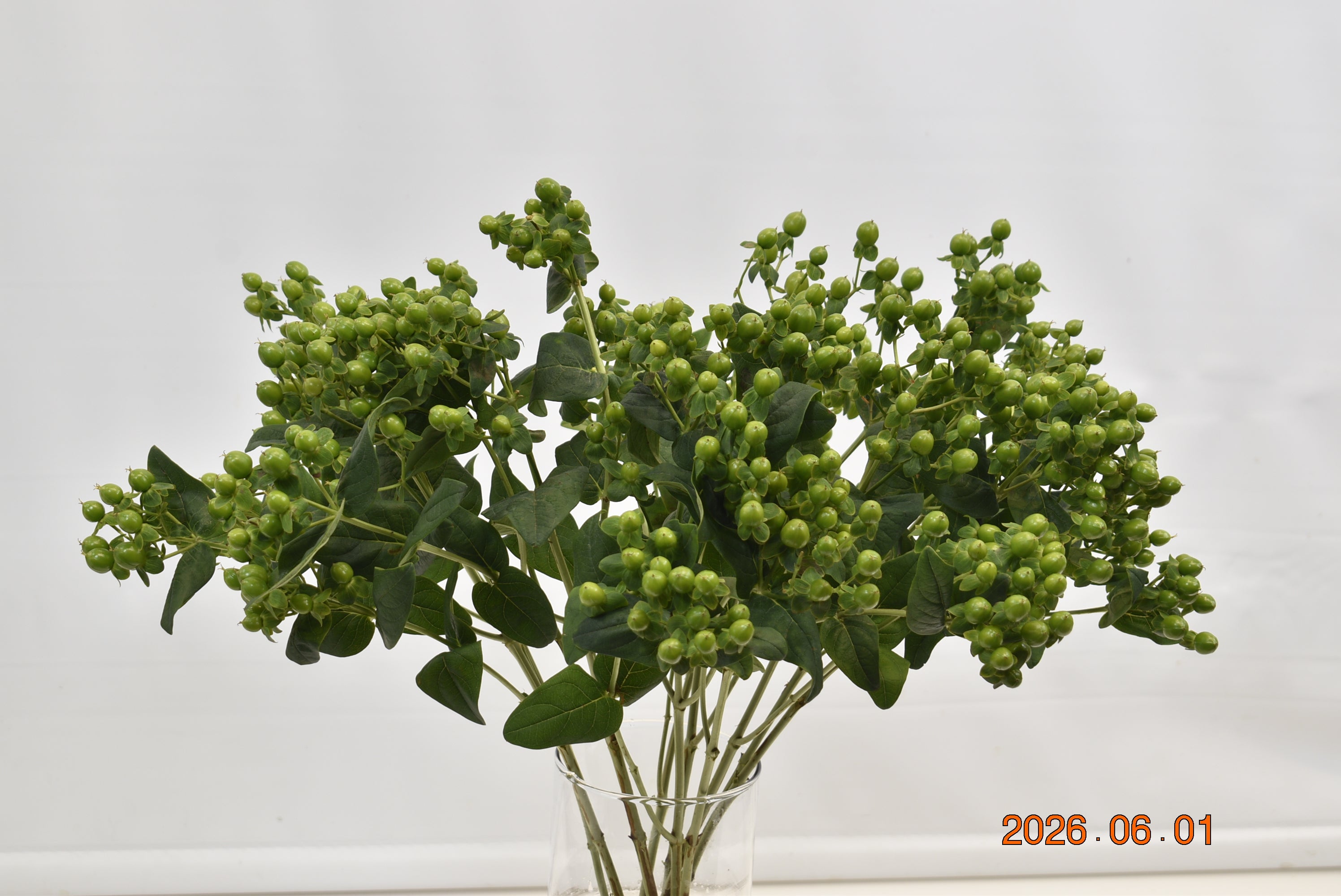 HYPERICUM COCO BAMBOO Large