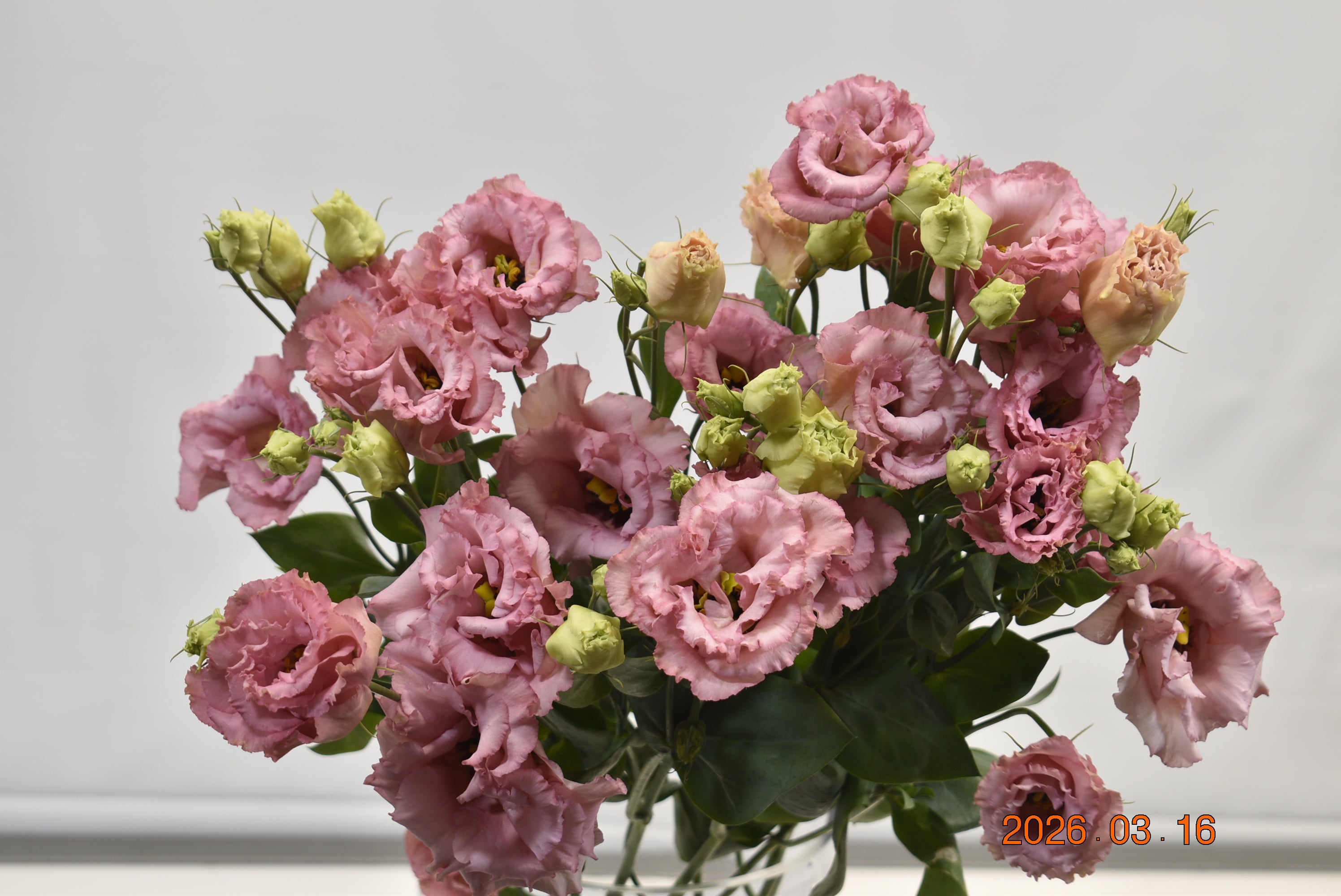 LISIANTHUS DBL ROSE Large