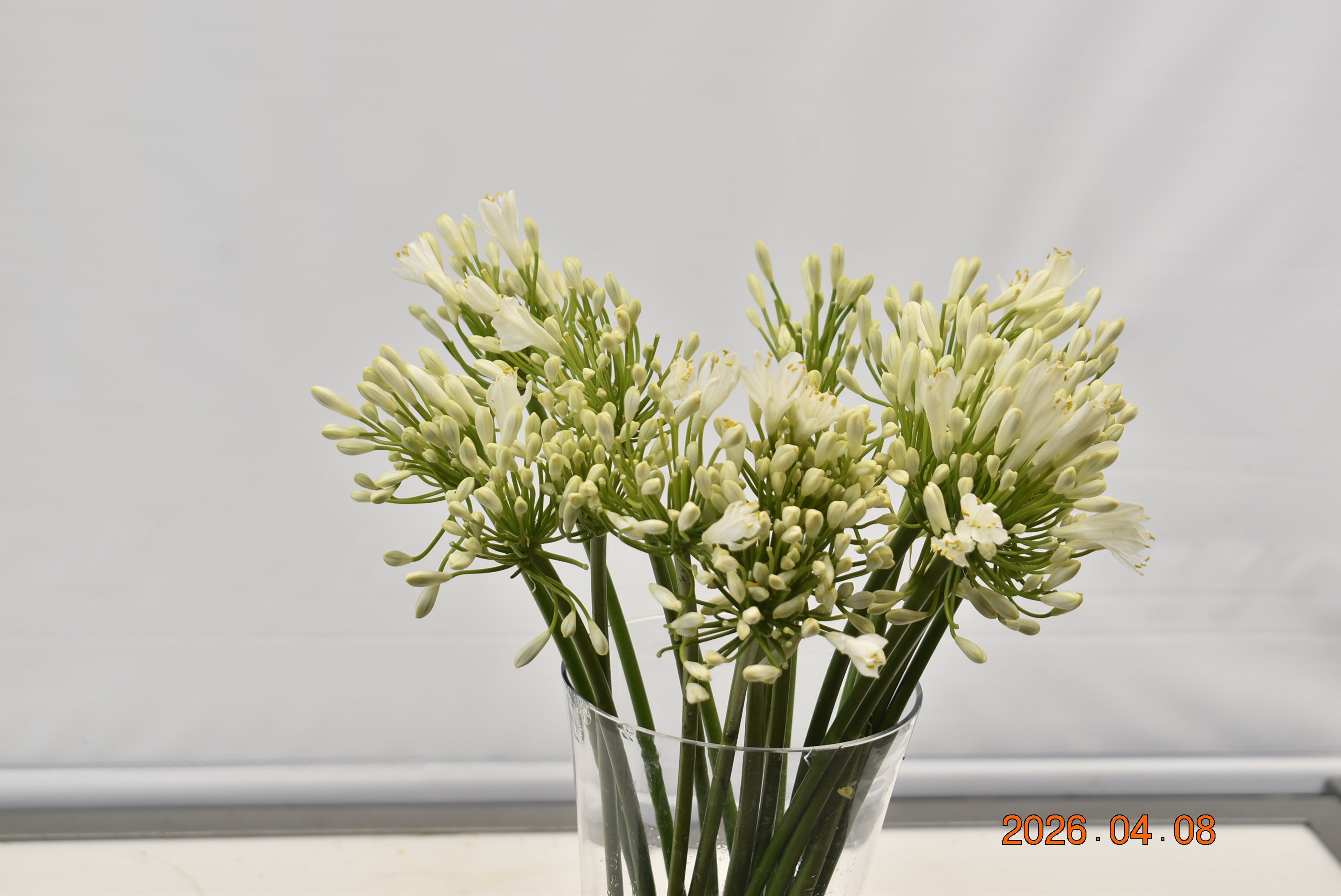 Agapanthus Gletsjer Large