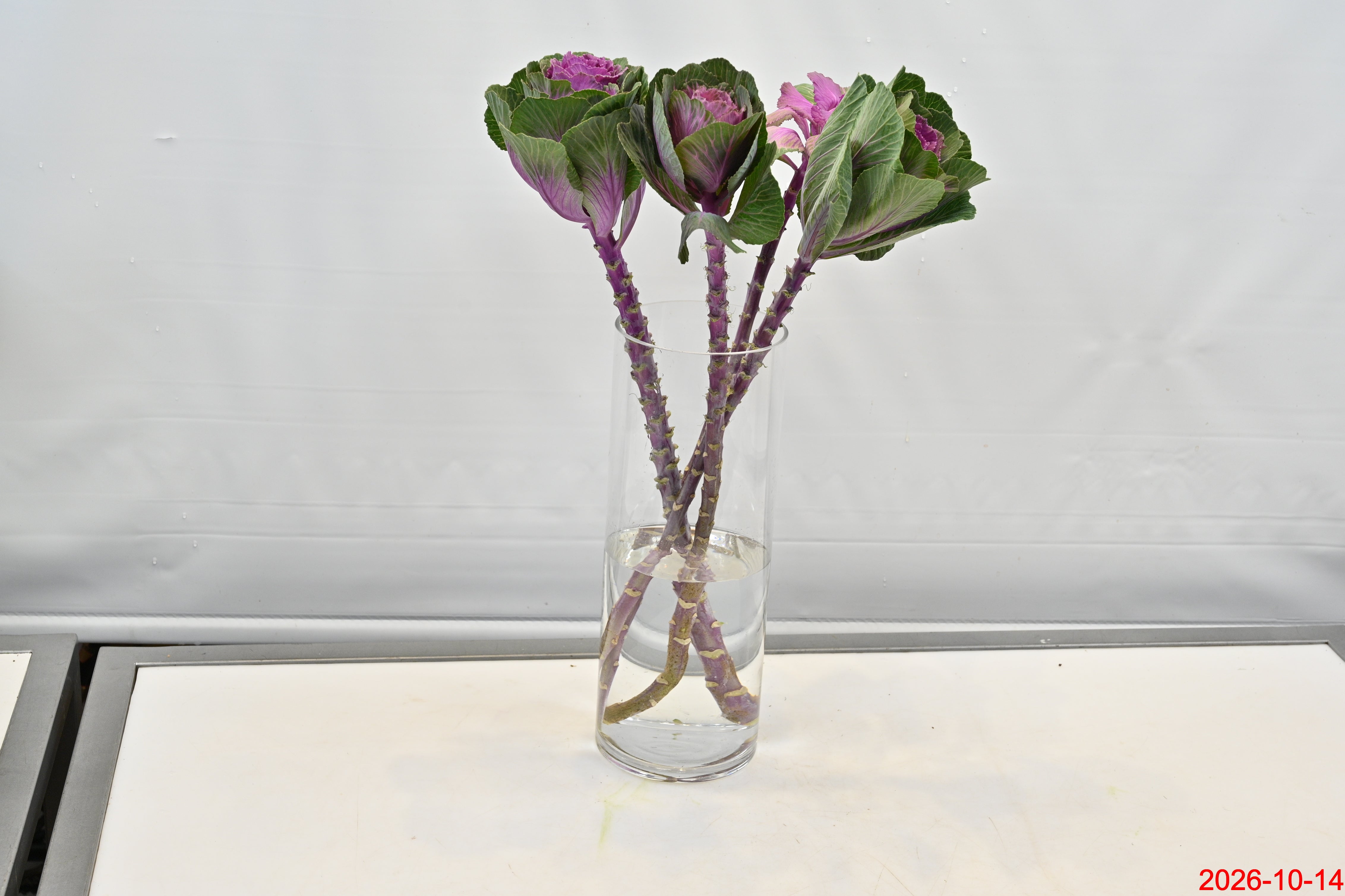 KALE PURPLE Large