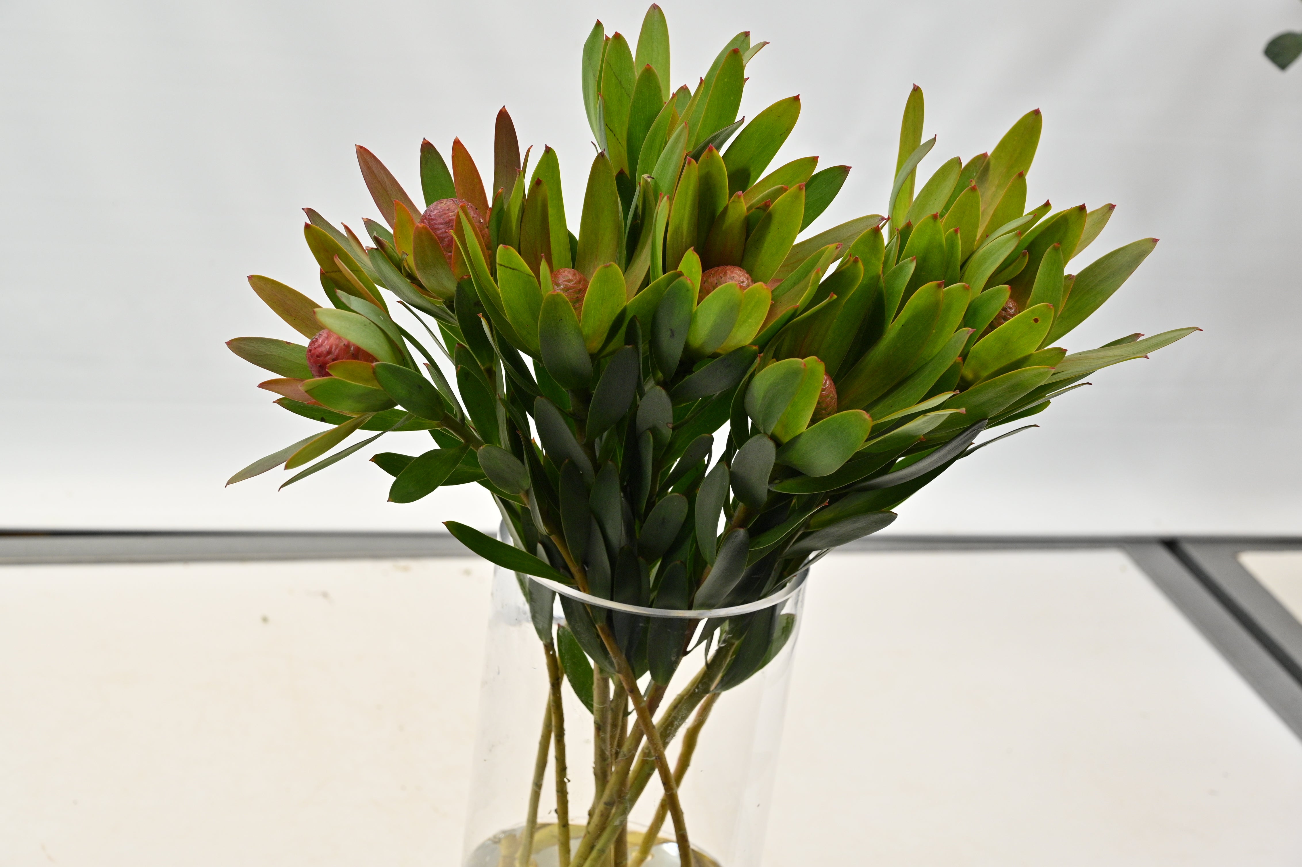 LEUCADENDRON ROSETTE Large