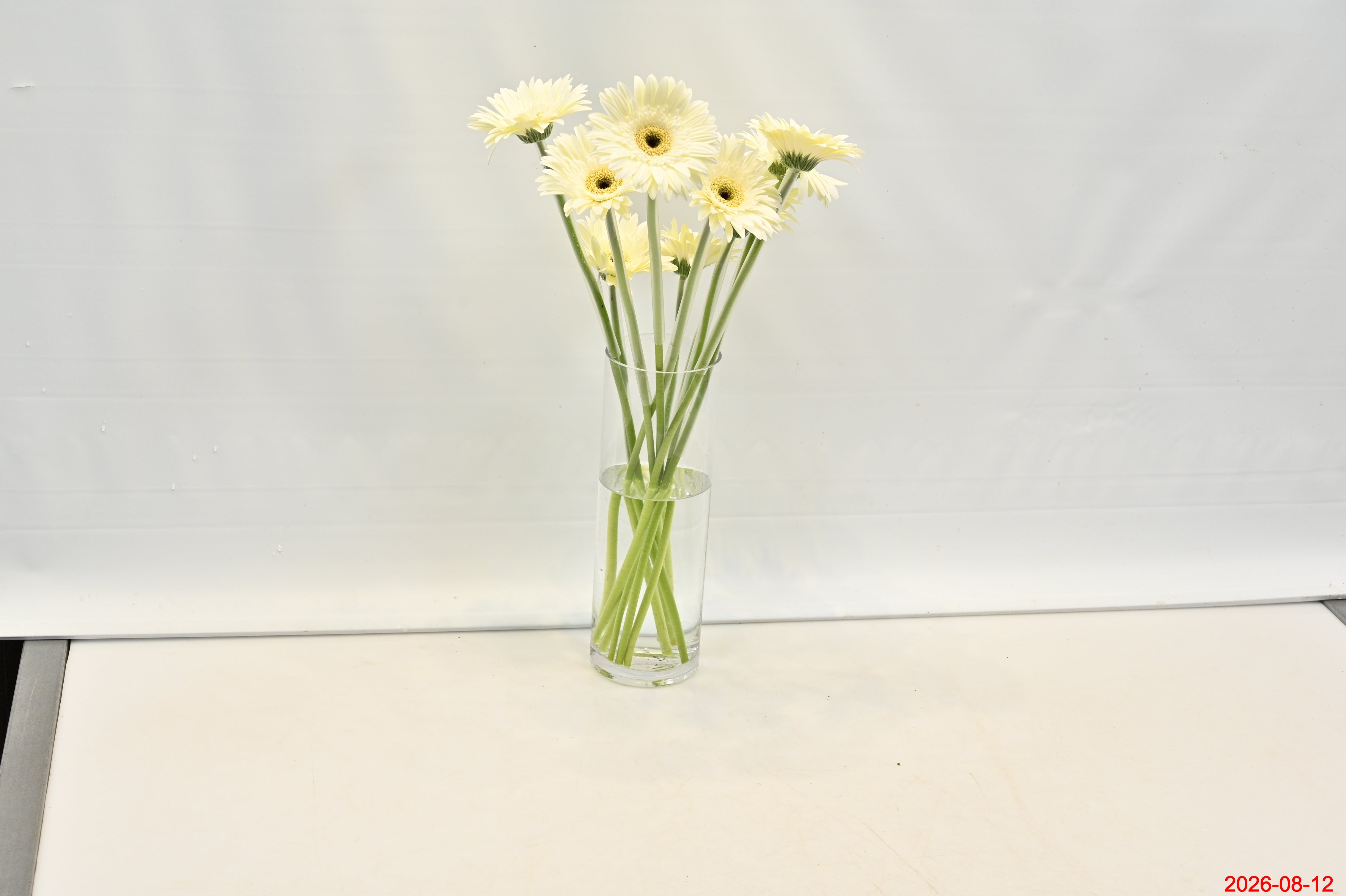 Gerbera Owen Large