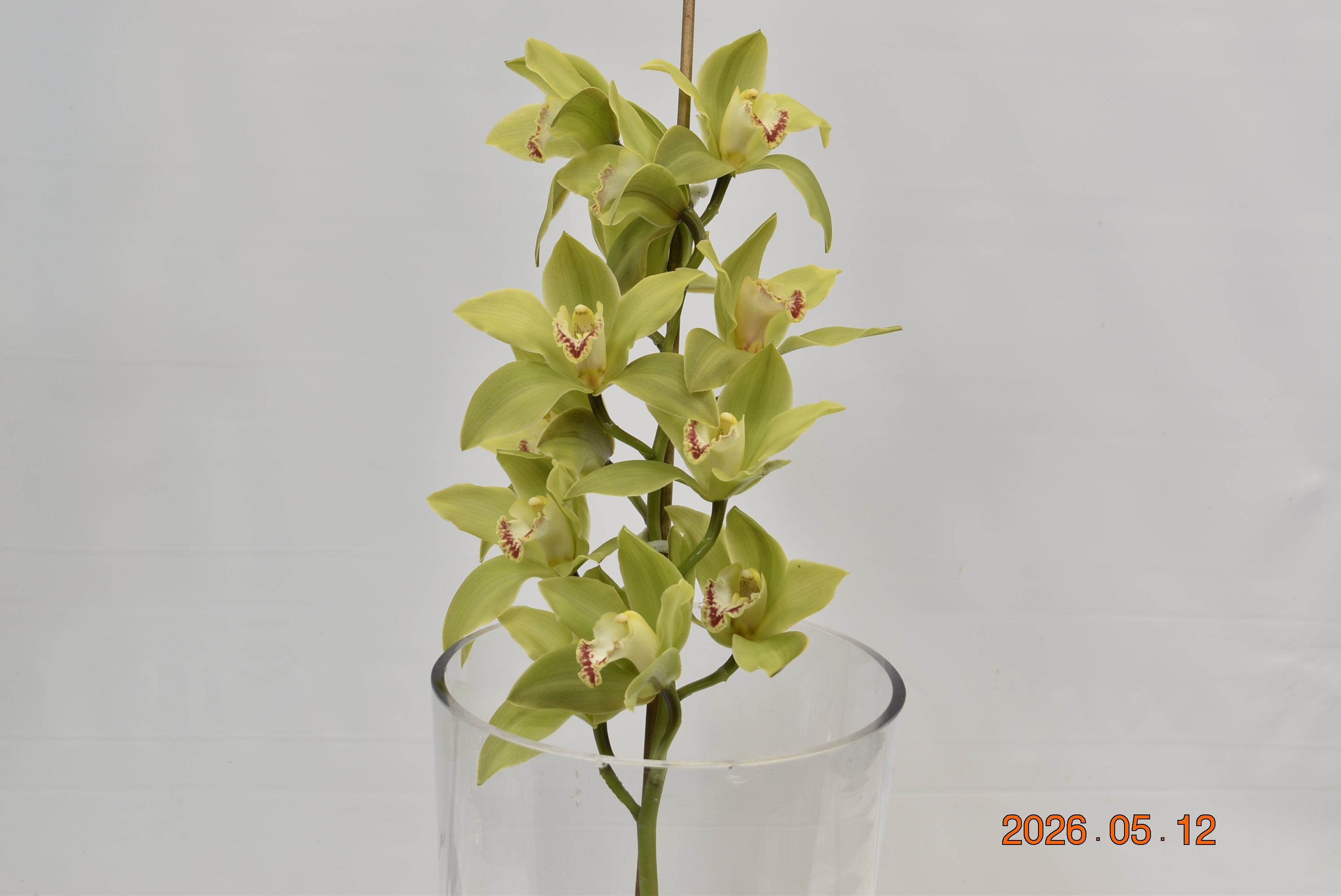 CYMBIDIUM GREEN PER BLOOM Large