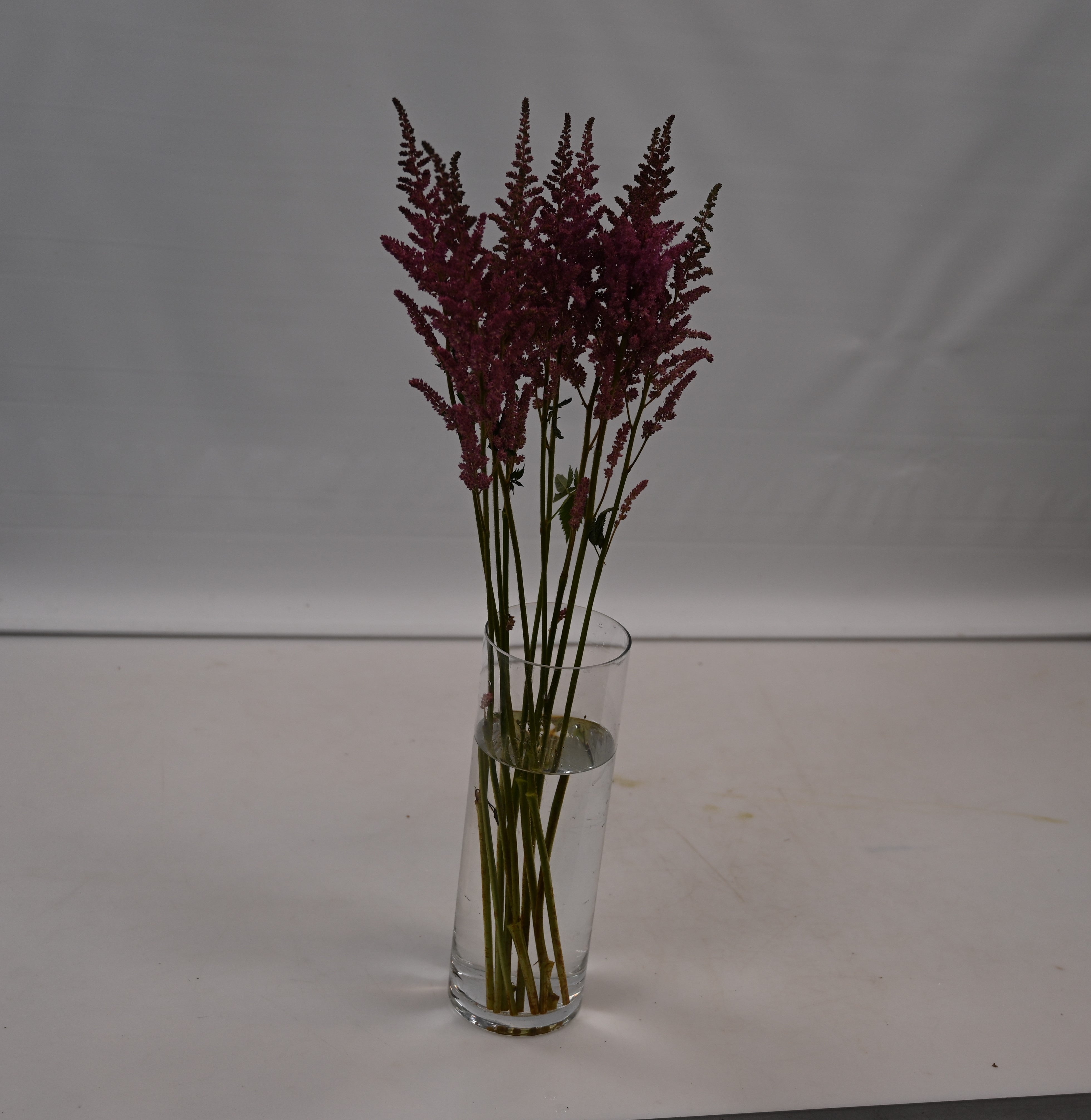 ASTILBE ERIKA Large
