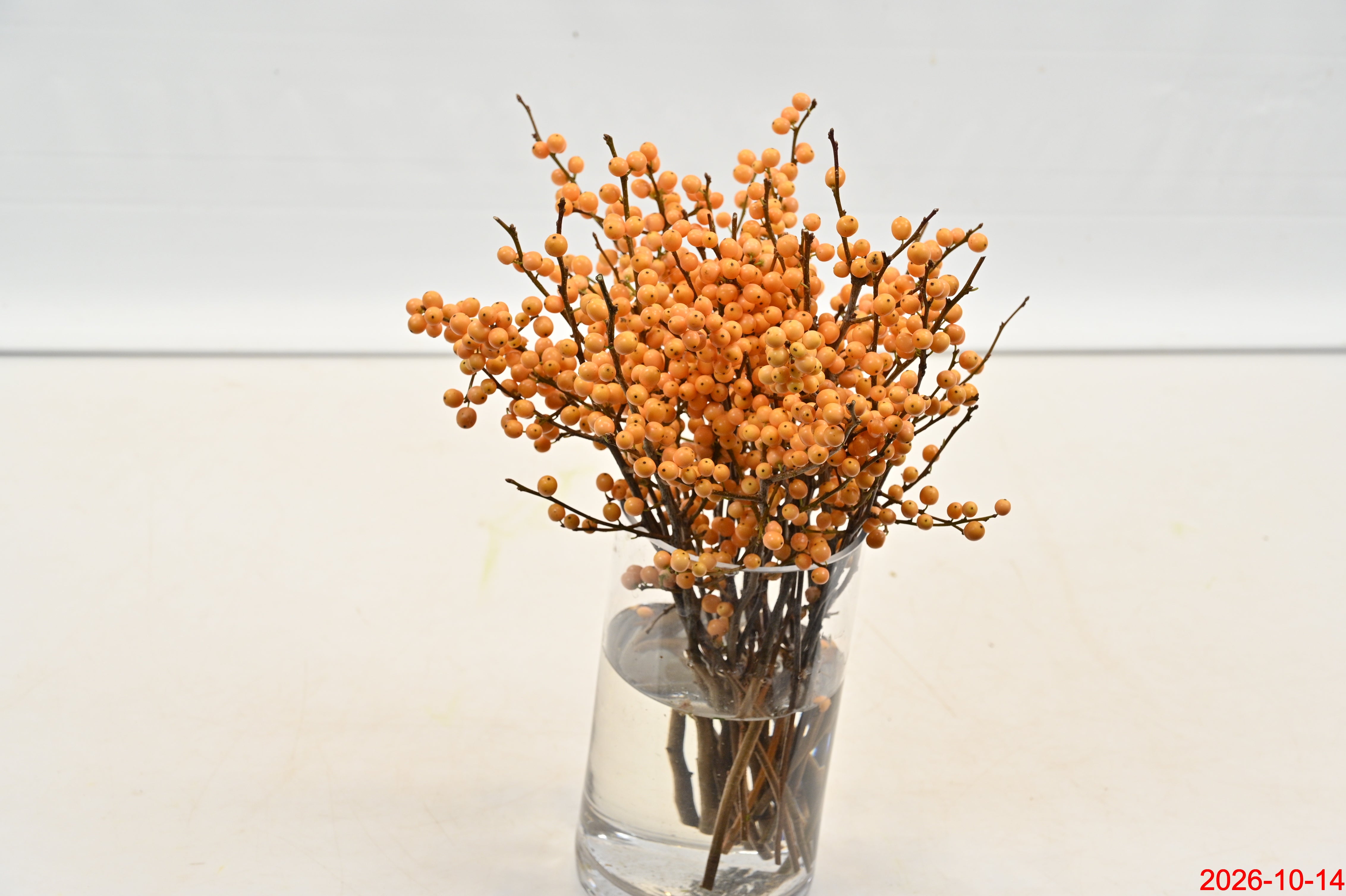 ILEX GOLDEN VERBOOM Large