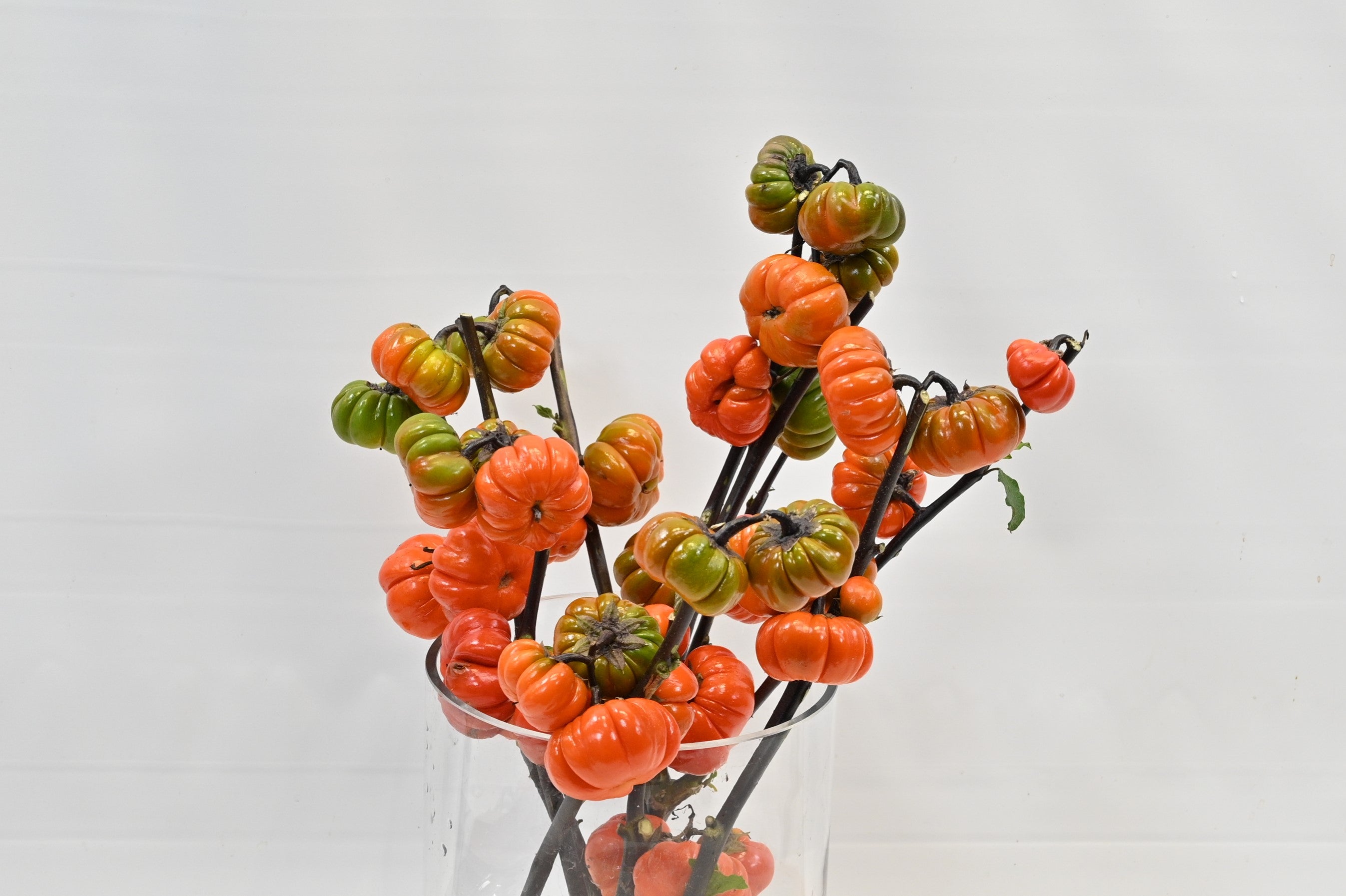SOLANUM Large