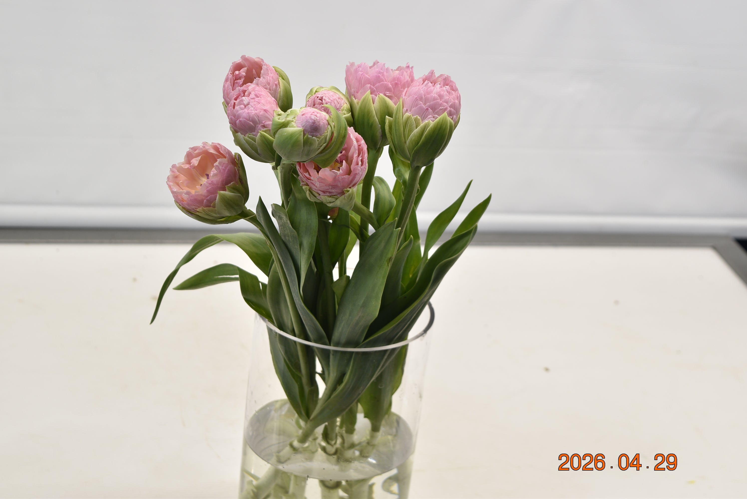Tulip Dbl Strawberry Cream Large