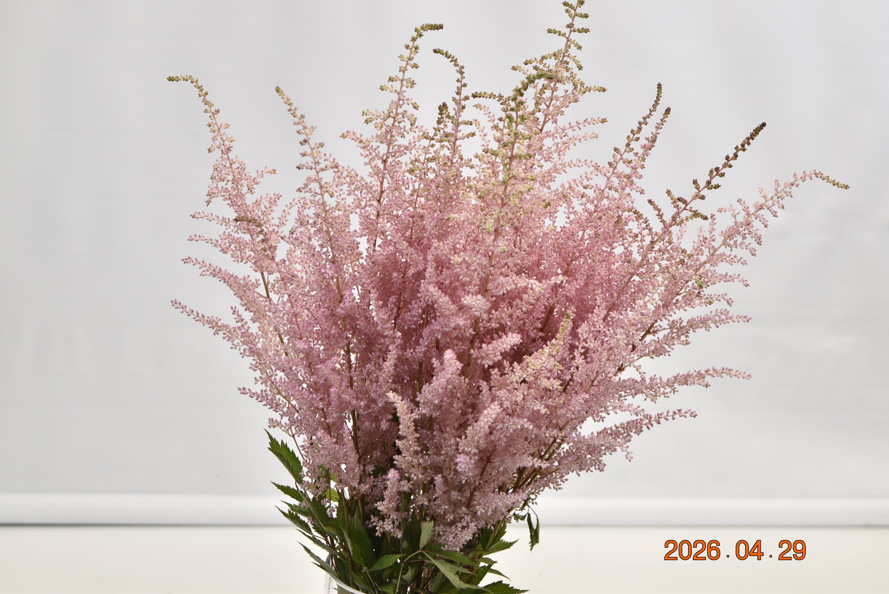 ASTILBE ERIKA Large