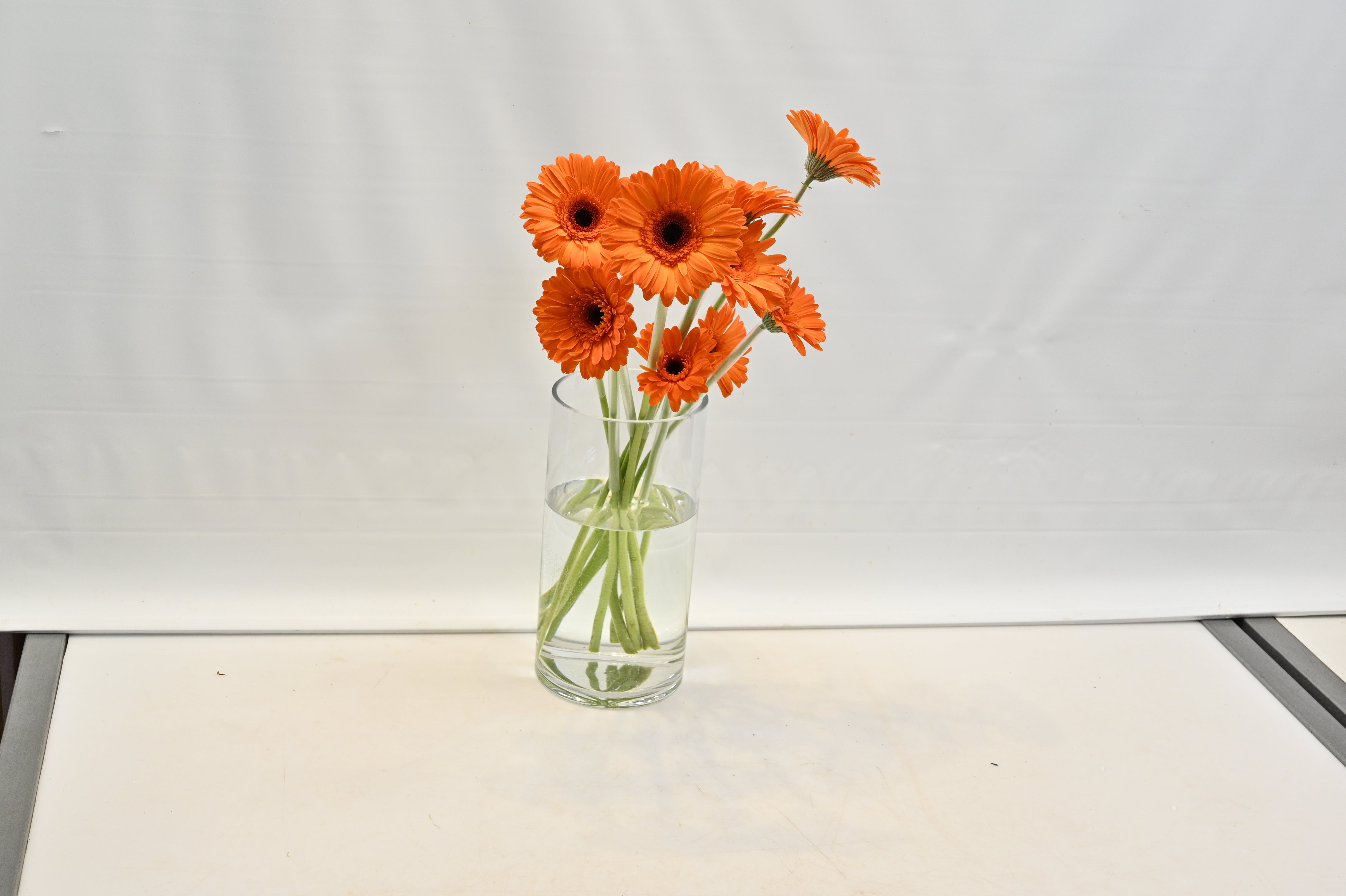 GERBERA ALEX Large