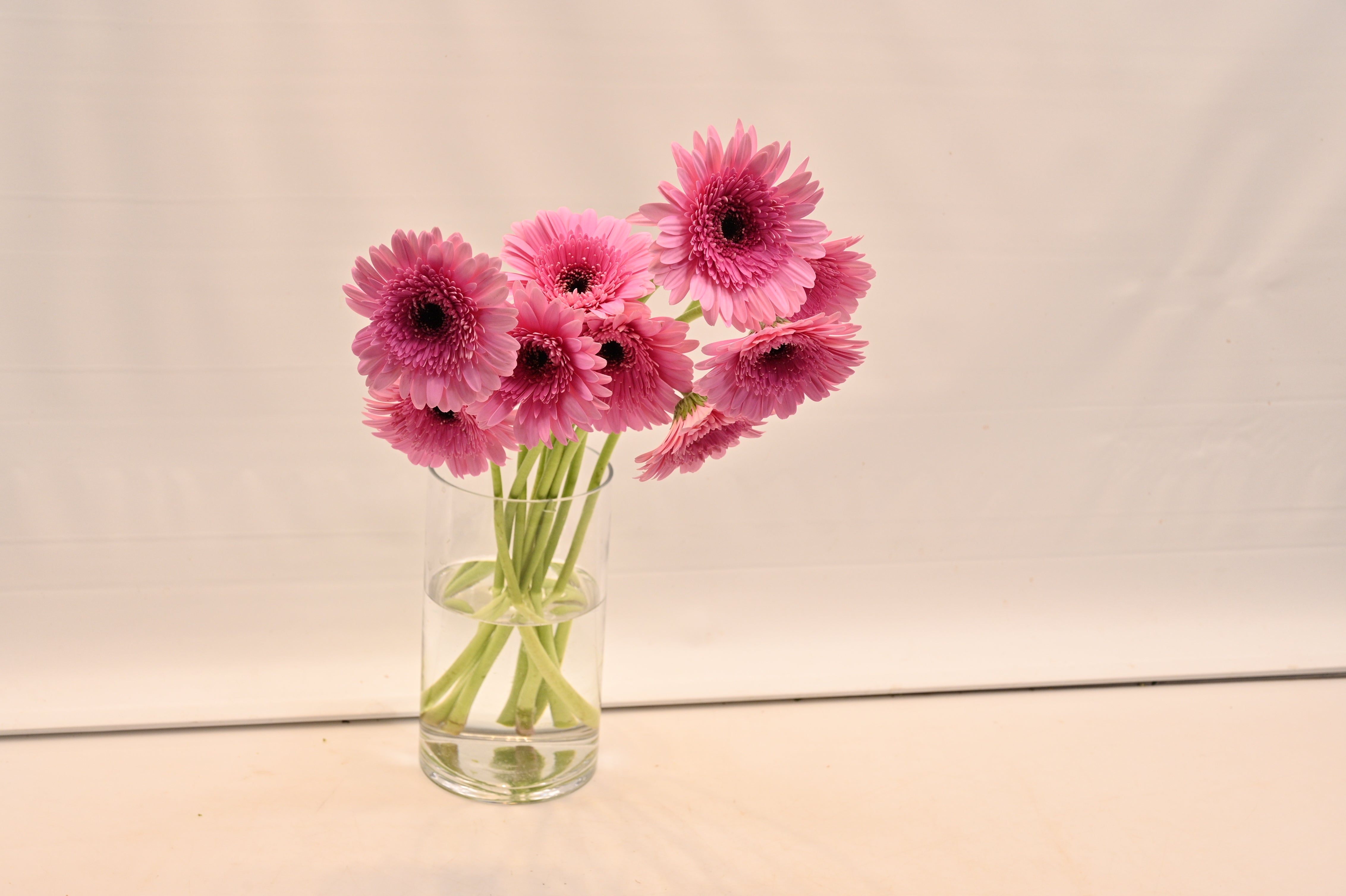 GERBERA MOZART Large