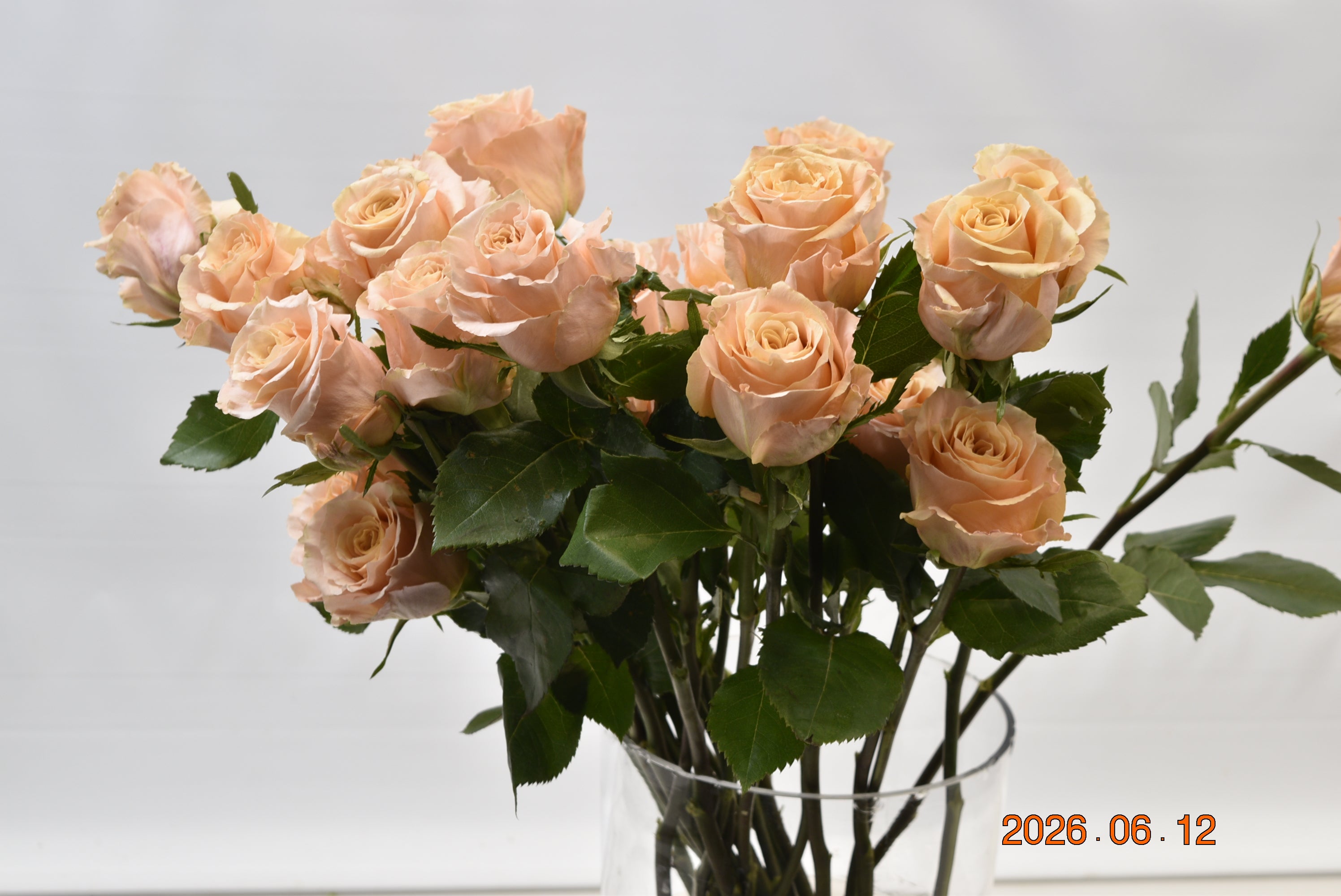 Rose Garden Princess Crown Large