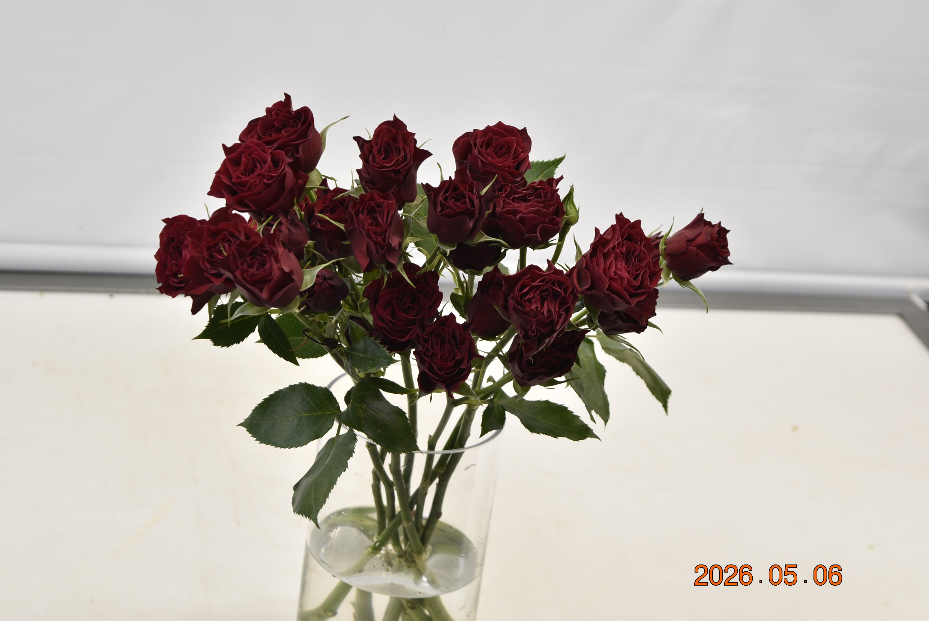 Rose Spray Saona Large