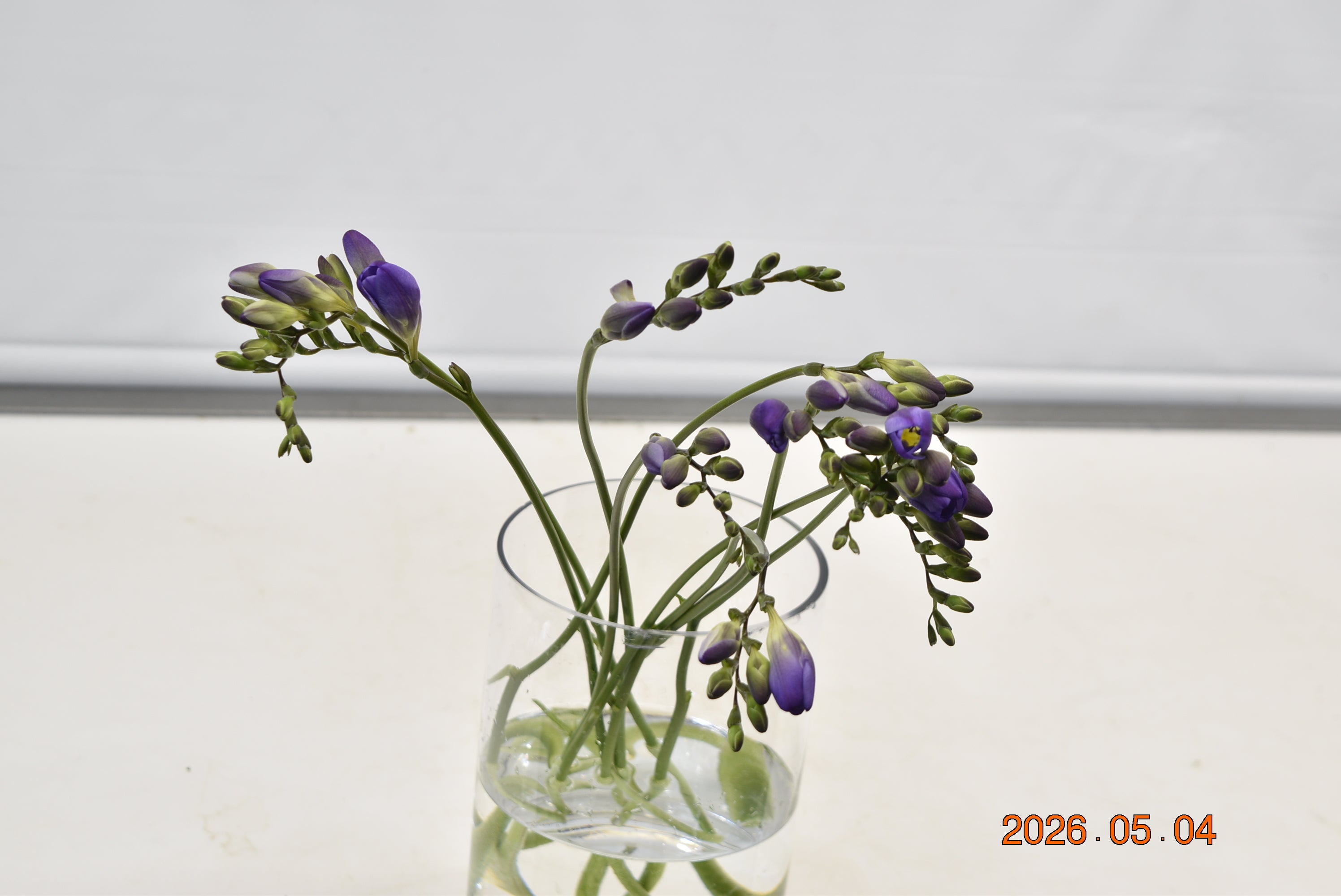FREESIA PURPLE Large