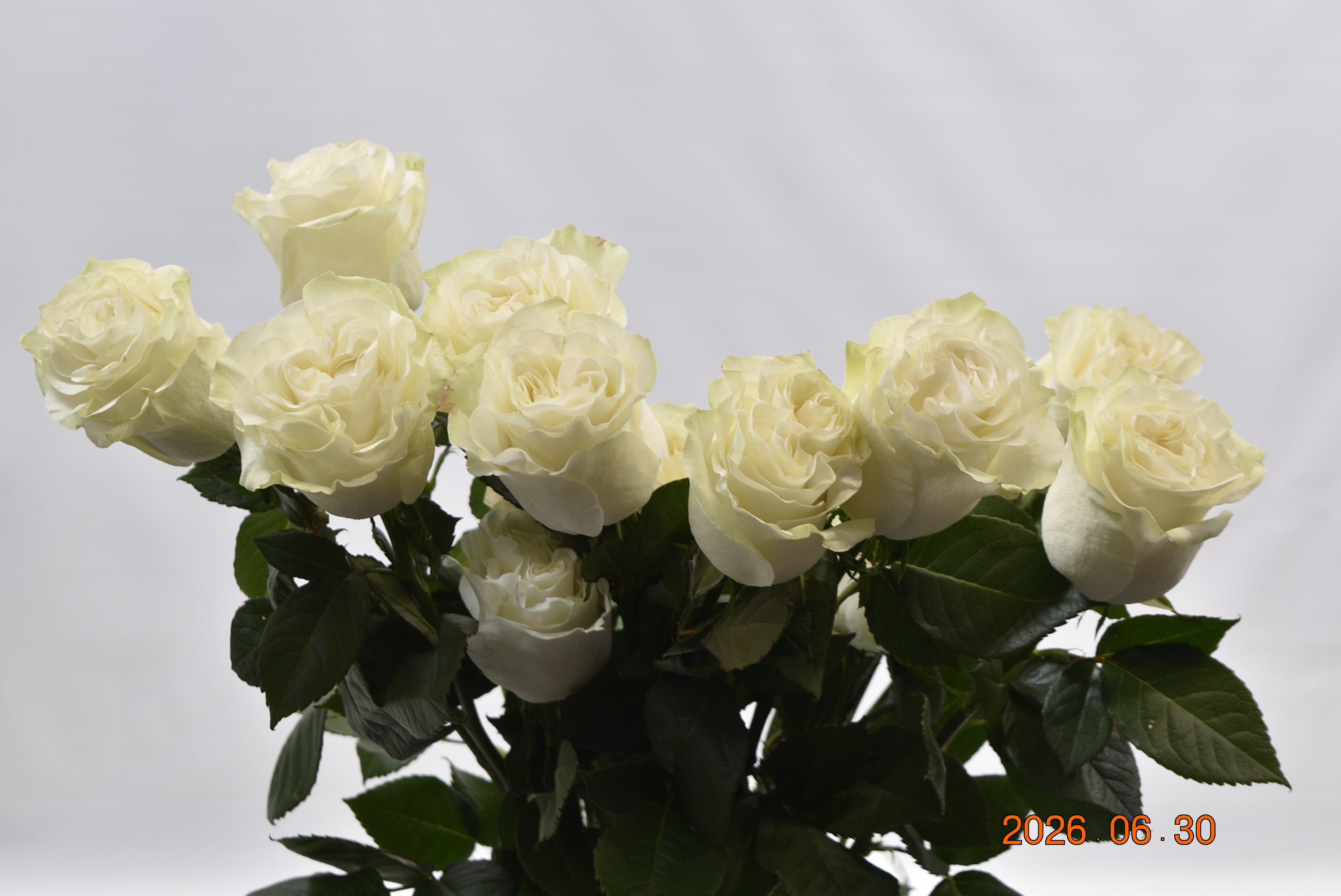 ROSE GARDEN MOONSTONE Large