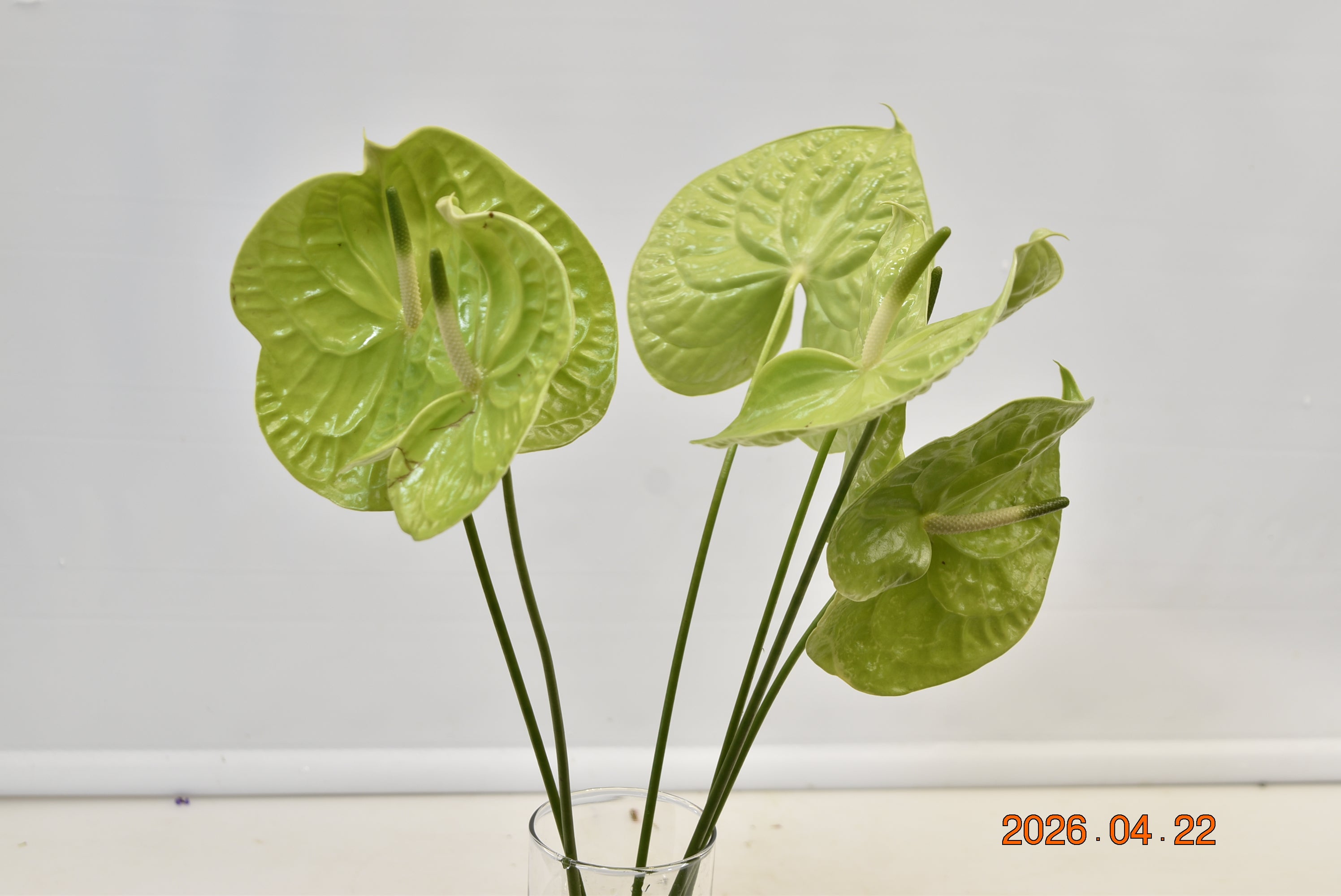 Anthurium Grand Slam Large