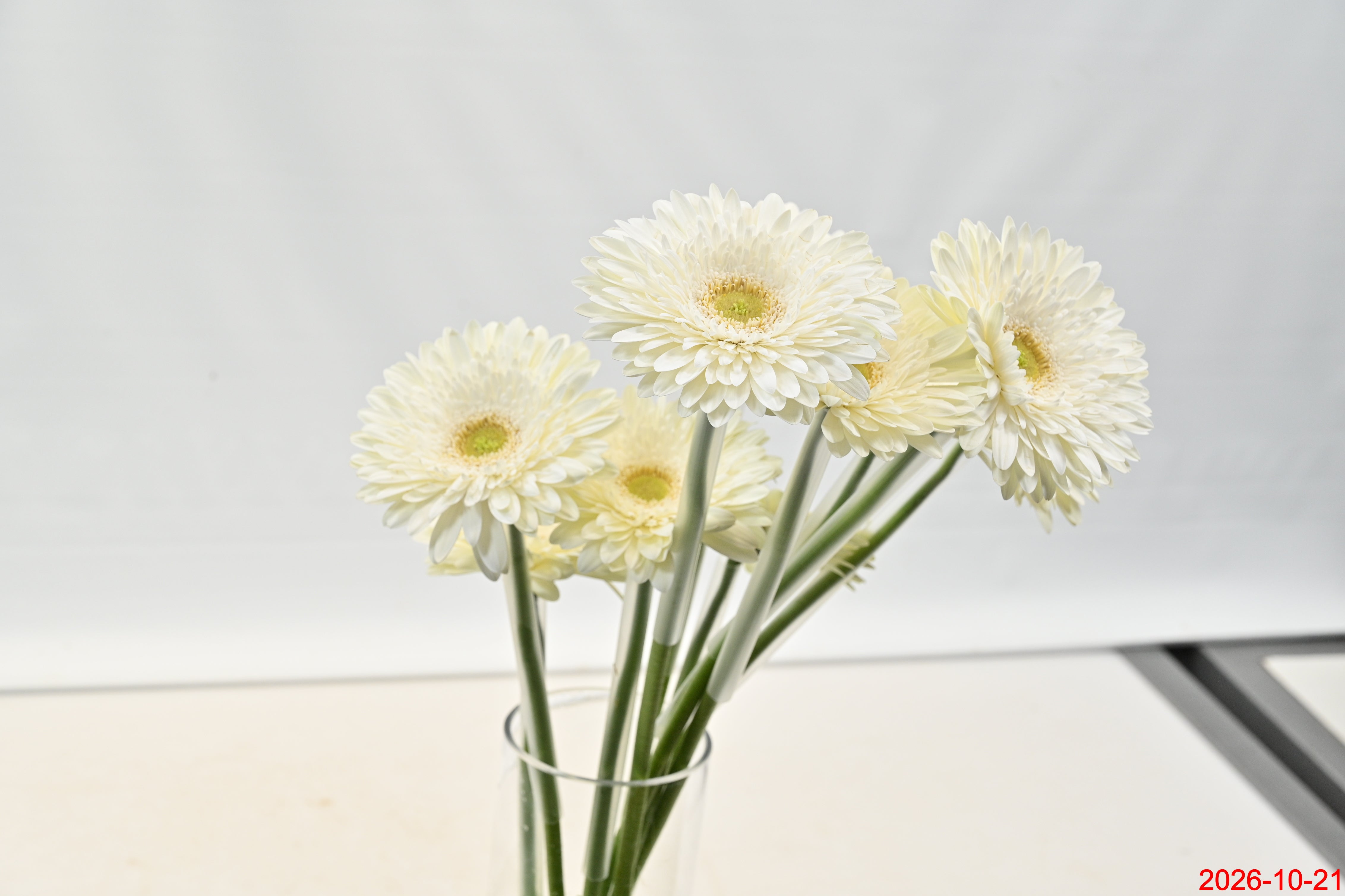 Gerbera Fahrenheit Large