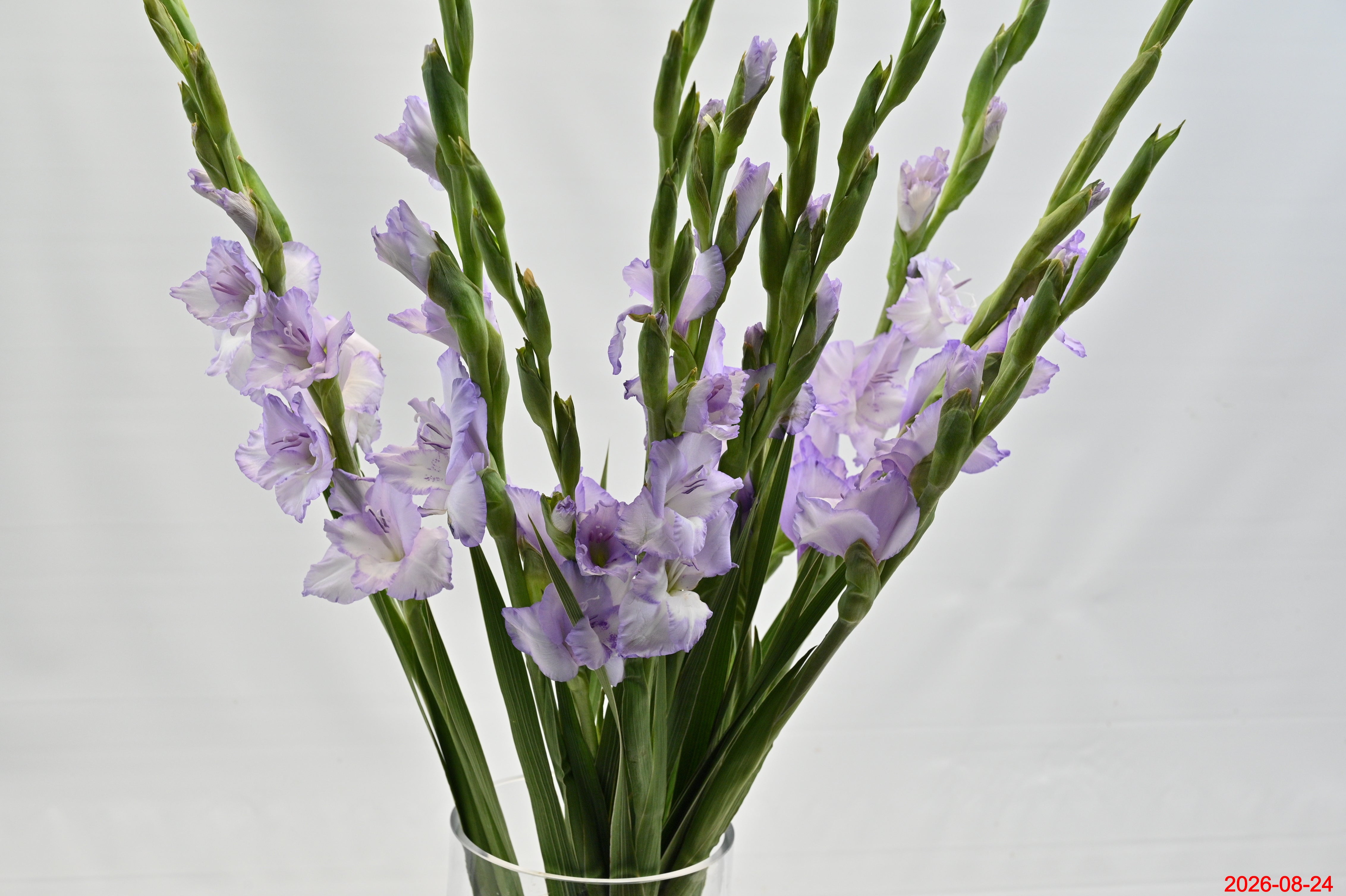 GLADIOLA PURPLE Large