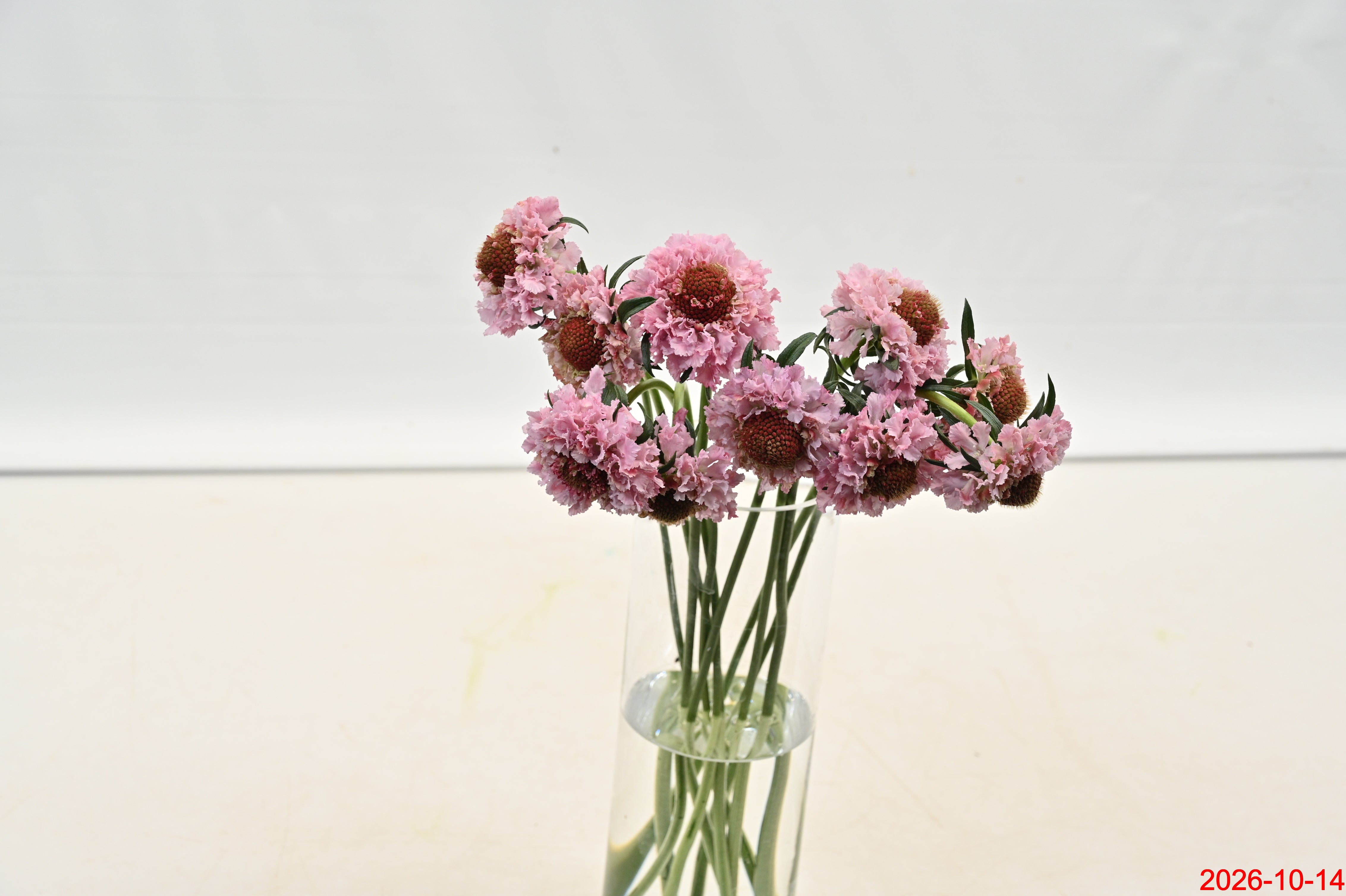 Scabiosa Popsicle Scoop Large