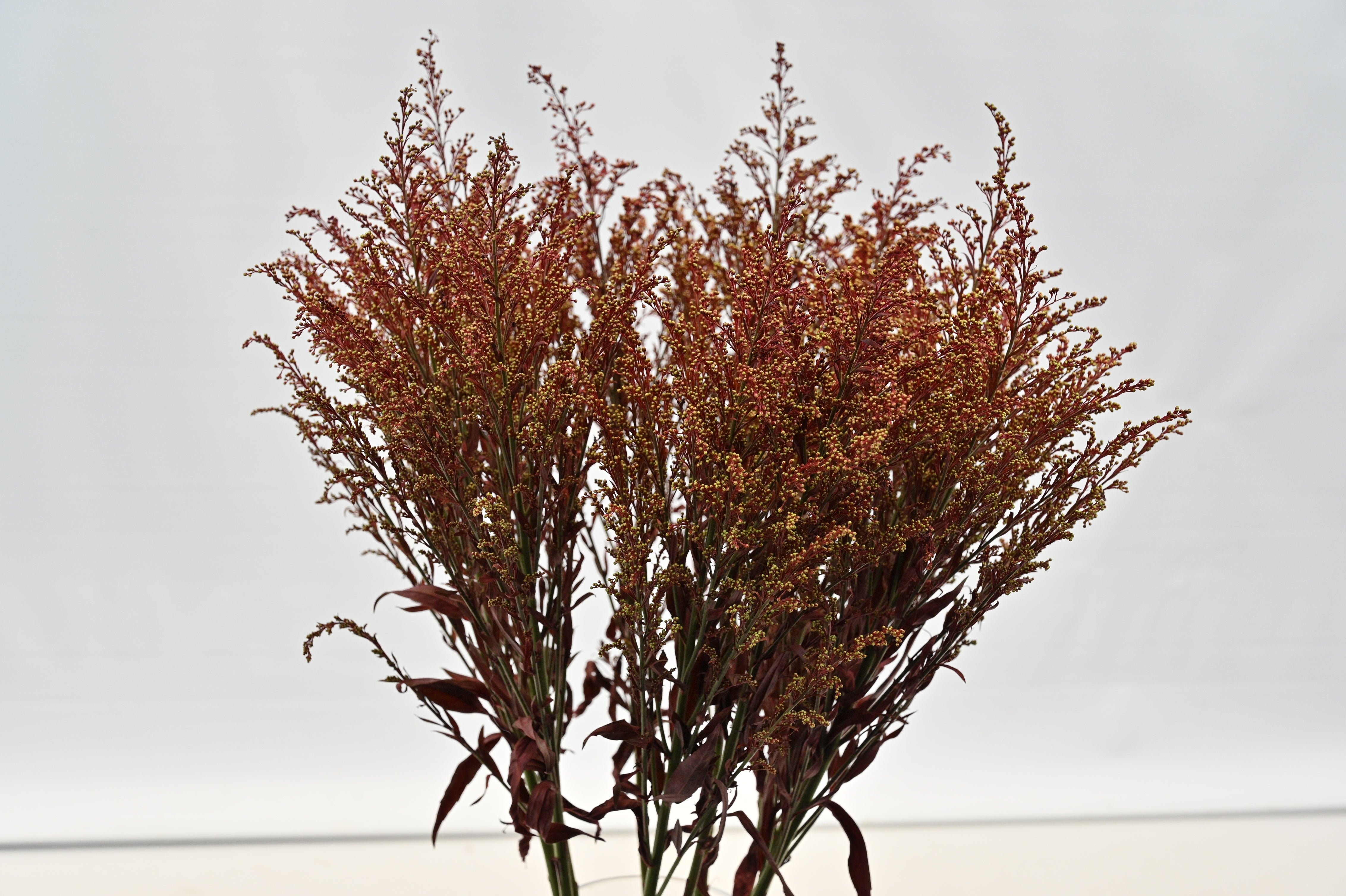 SOLIDAGO DYED BROWN Large