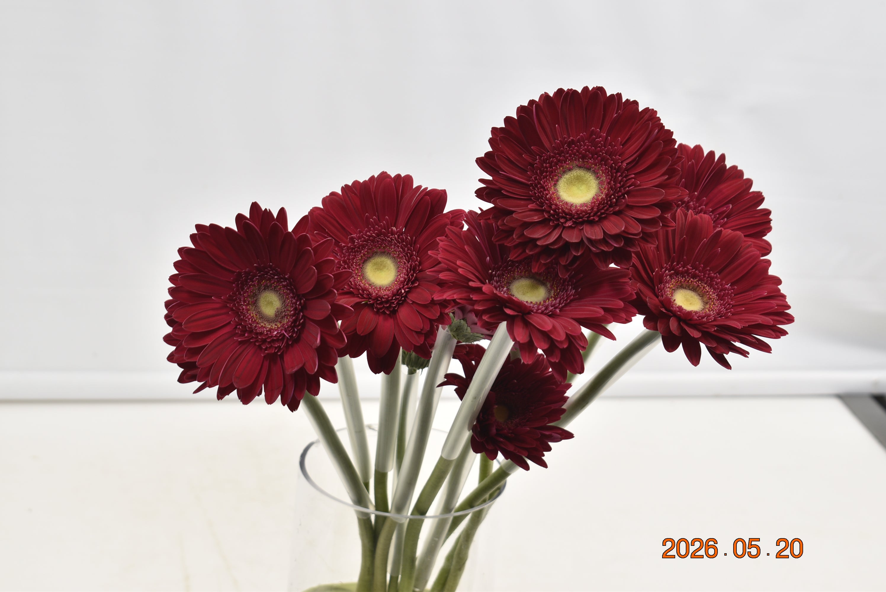 Gerbera Inca Large