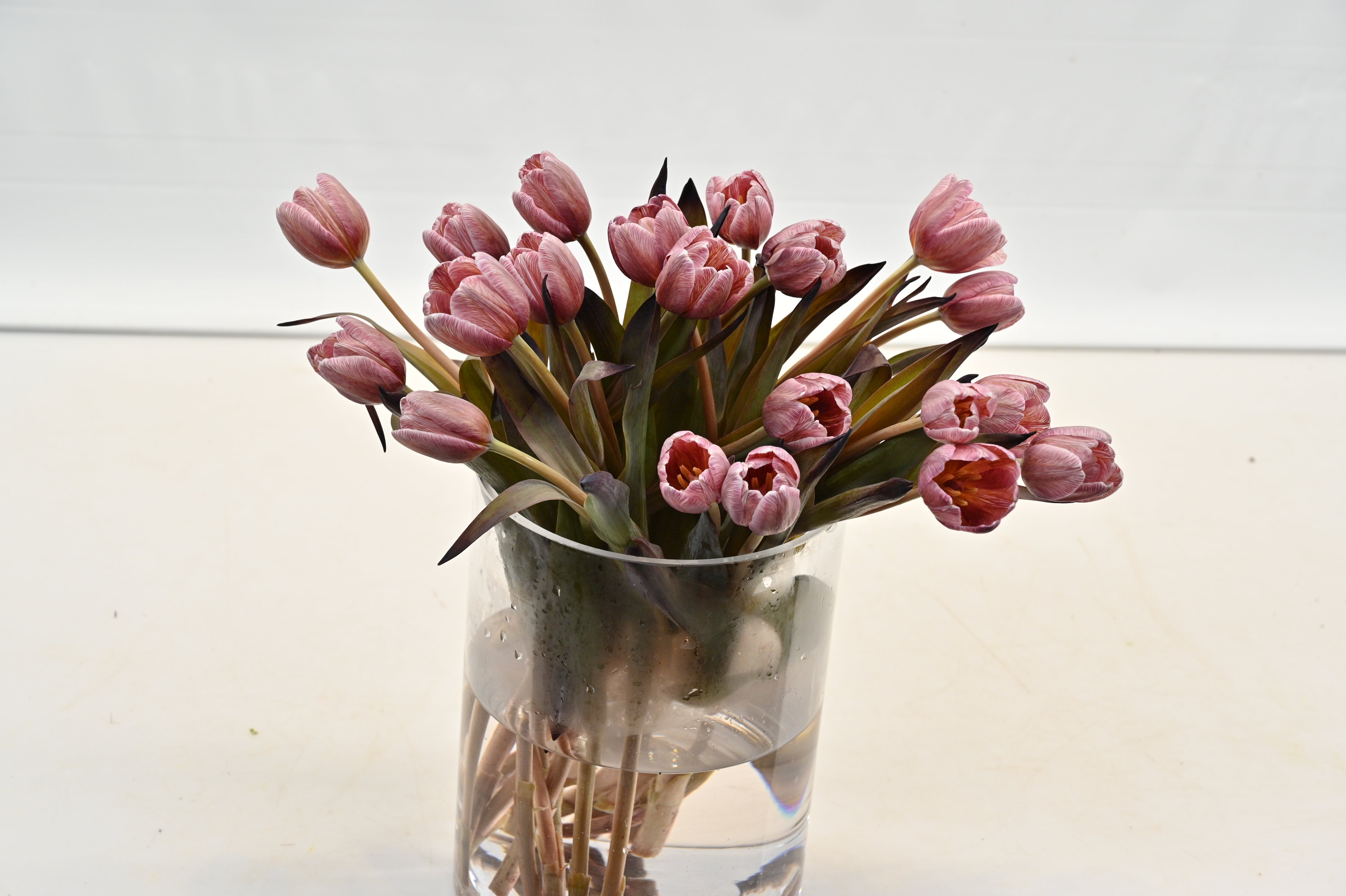 Tulip Novelty Large