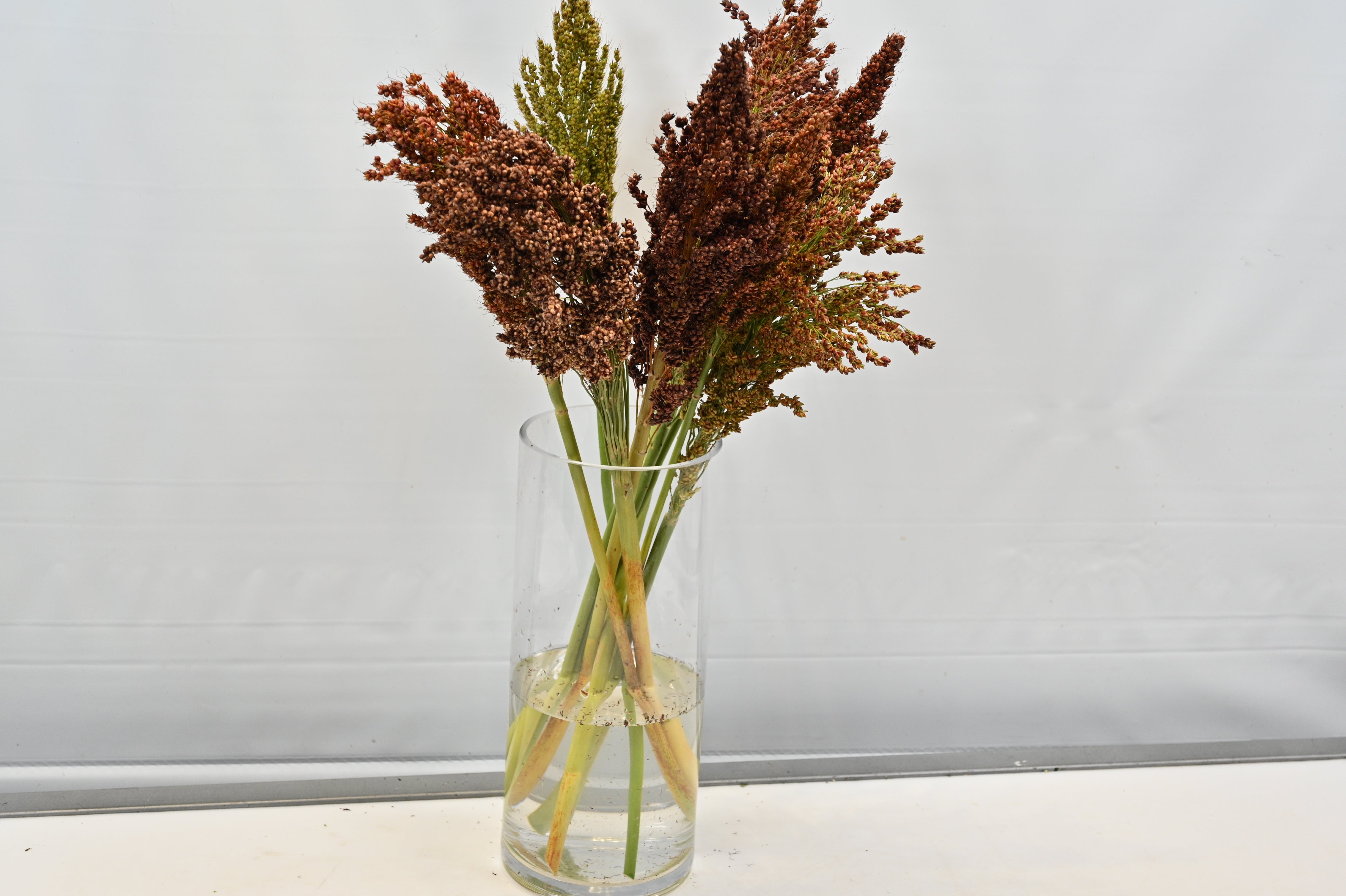 BROOMCORN Large