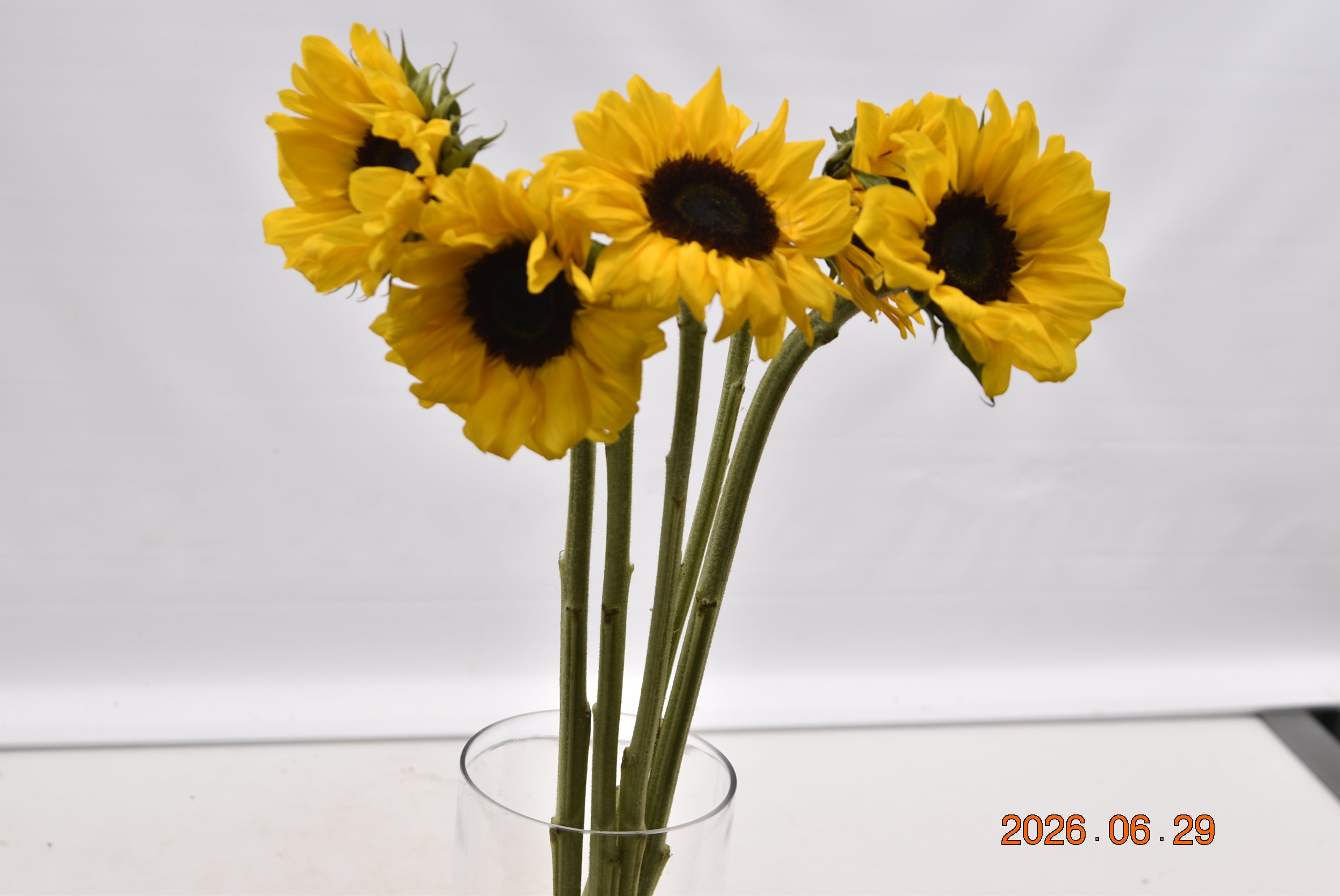 SUNFLOWER ASSORTED Large