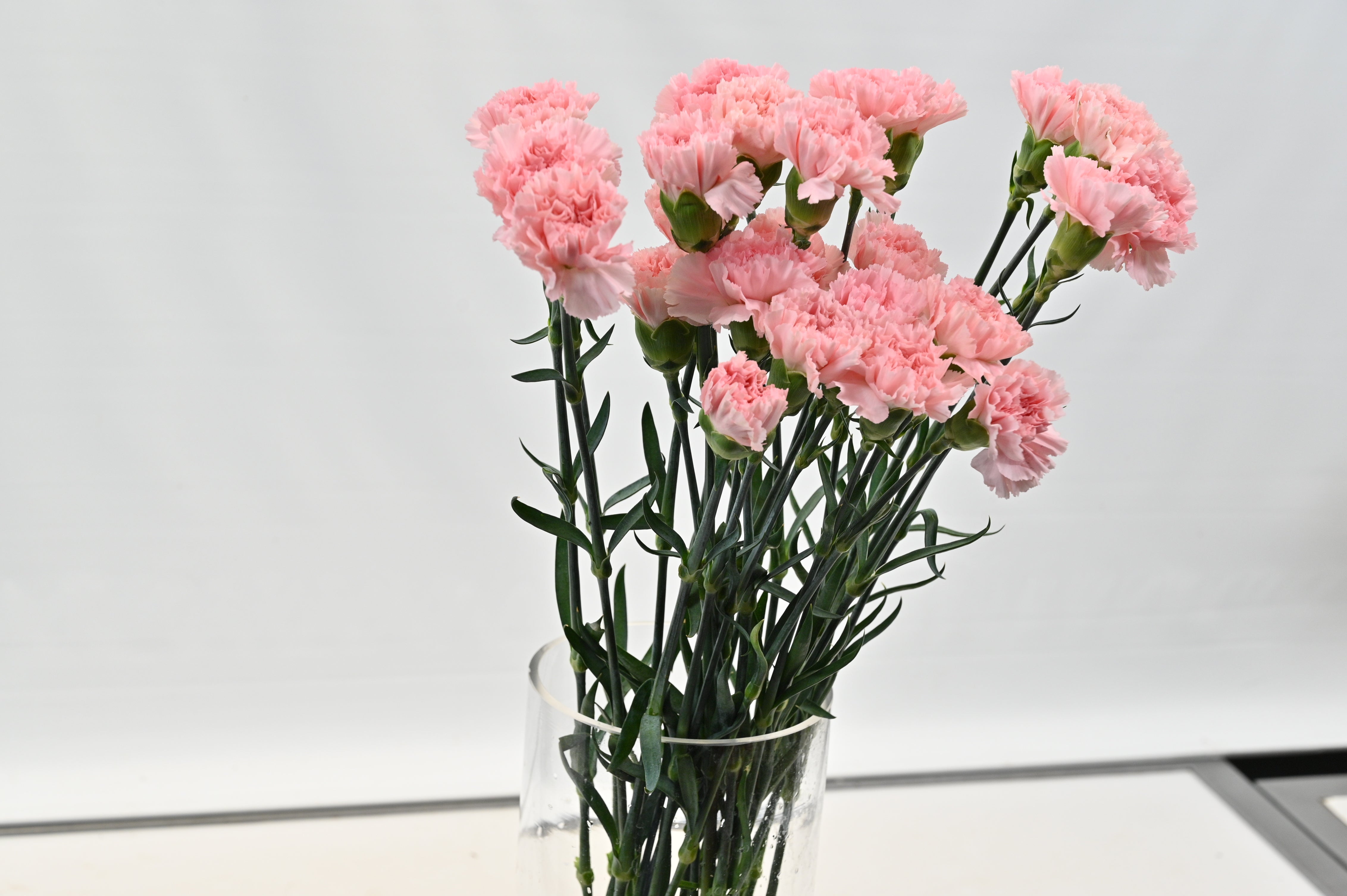 CARNATION PINK Large