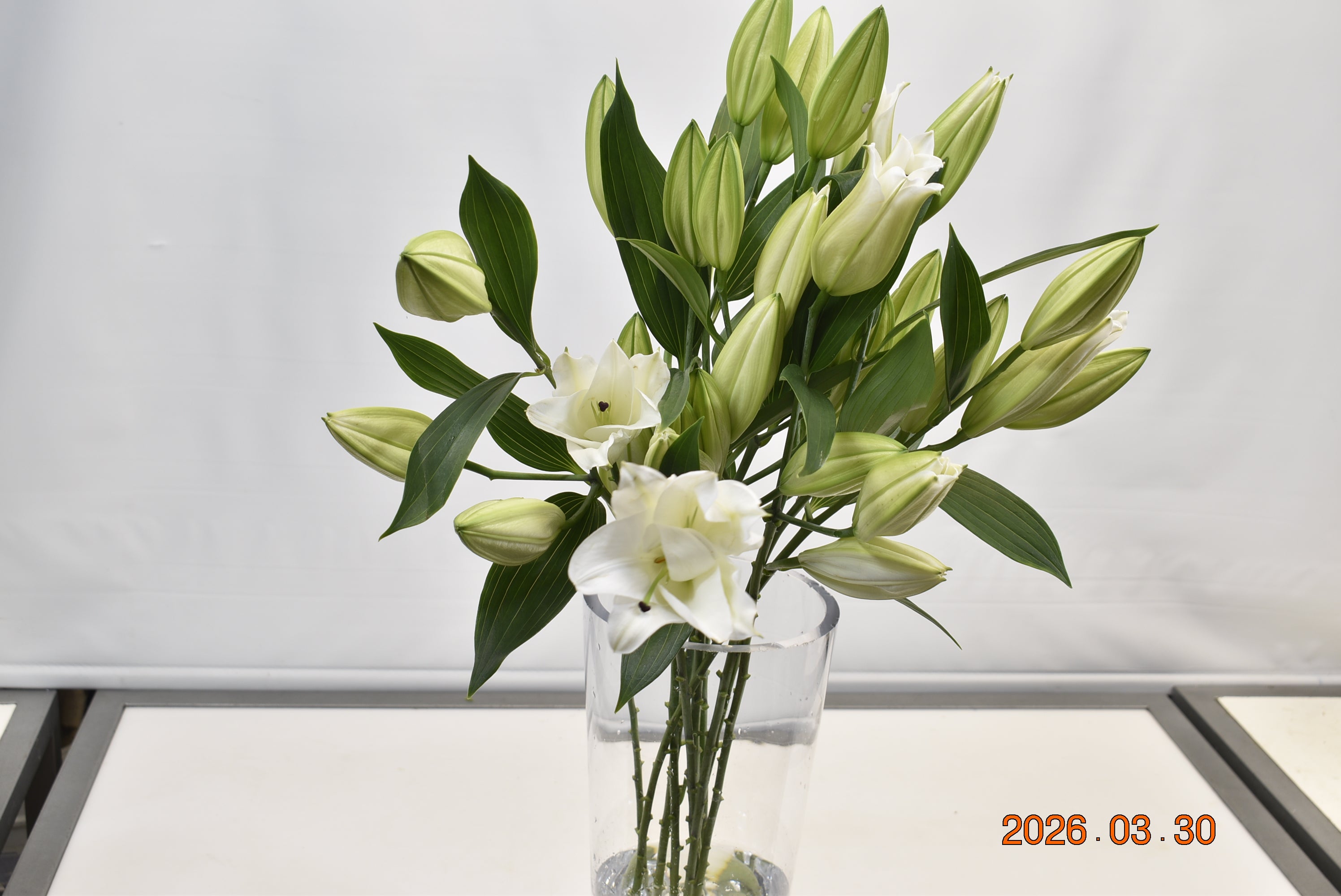 LILY ORIENTAL WHITE 2/3 Large