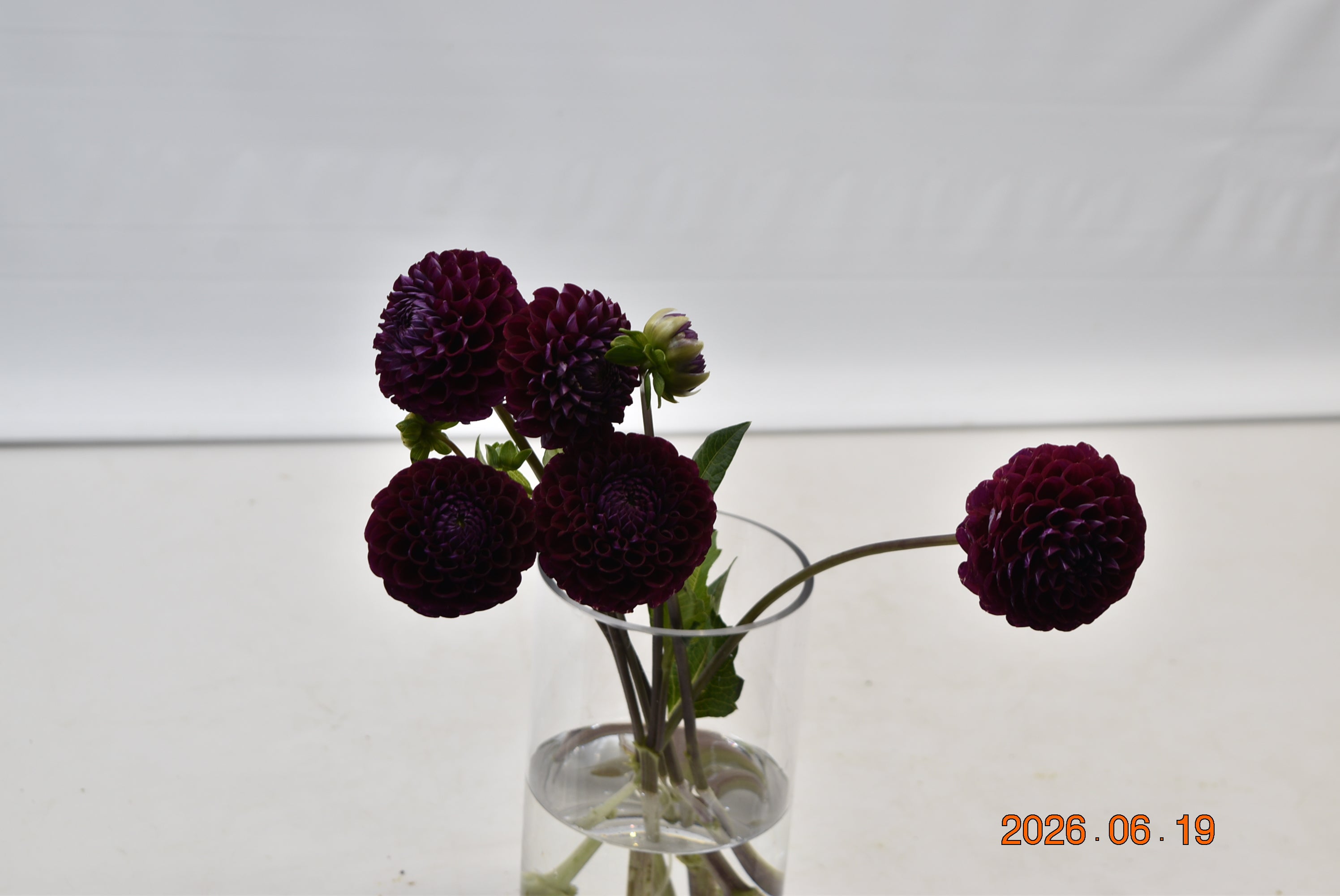 Dahlia Ivanetti Large