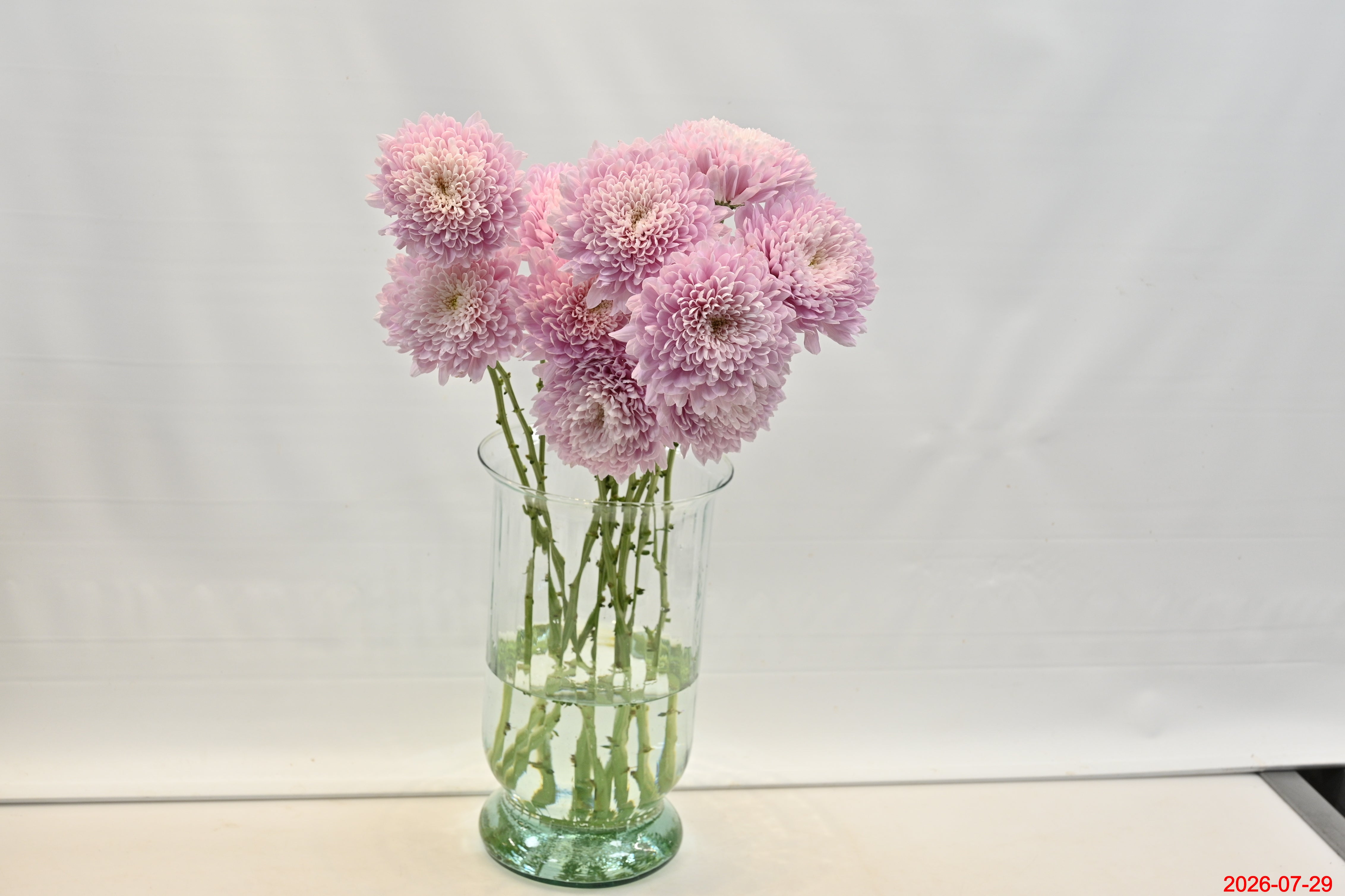 CHRYSANTHEMUM PETRUSHKA POM POM Large