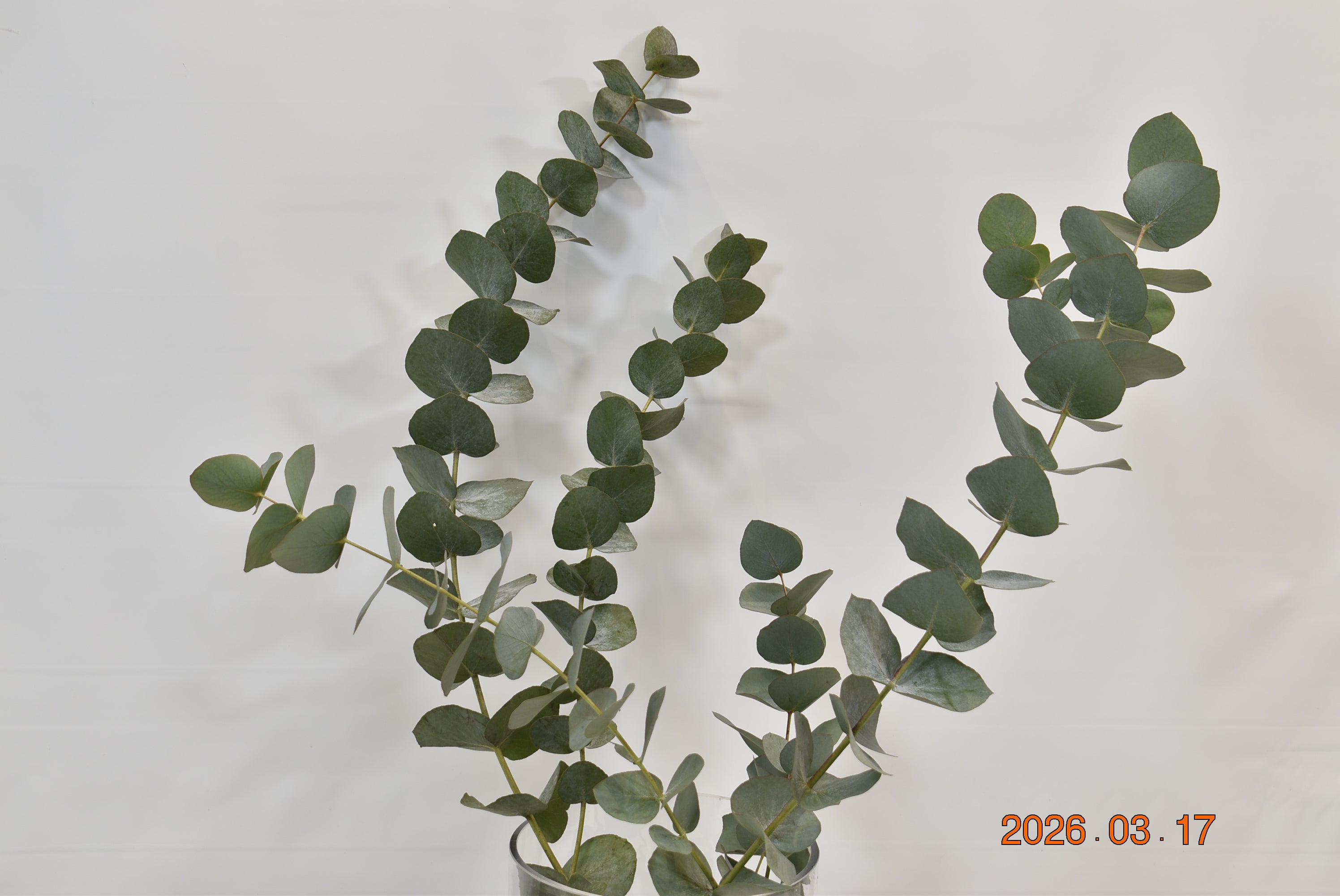 EUCALYPTUS CINEREA 300g Large