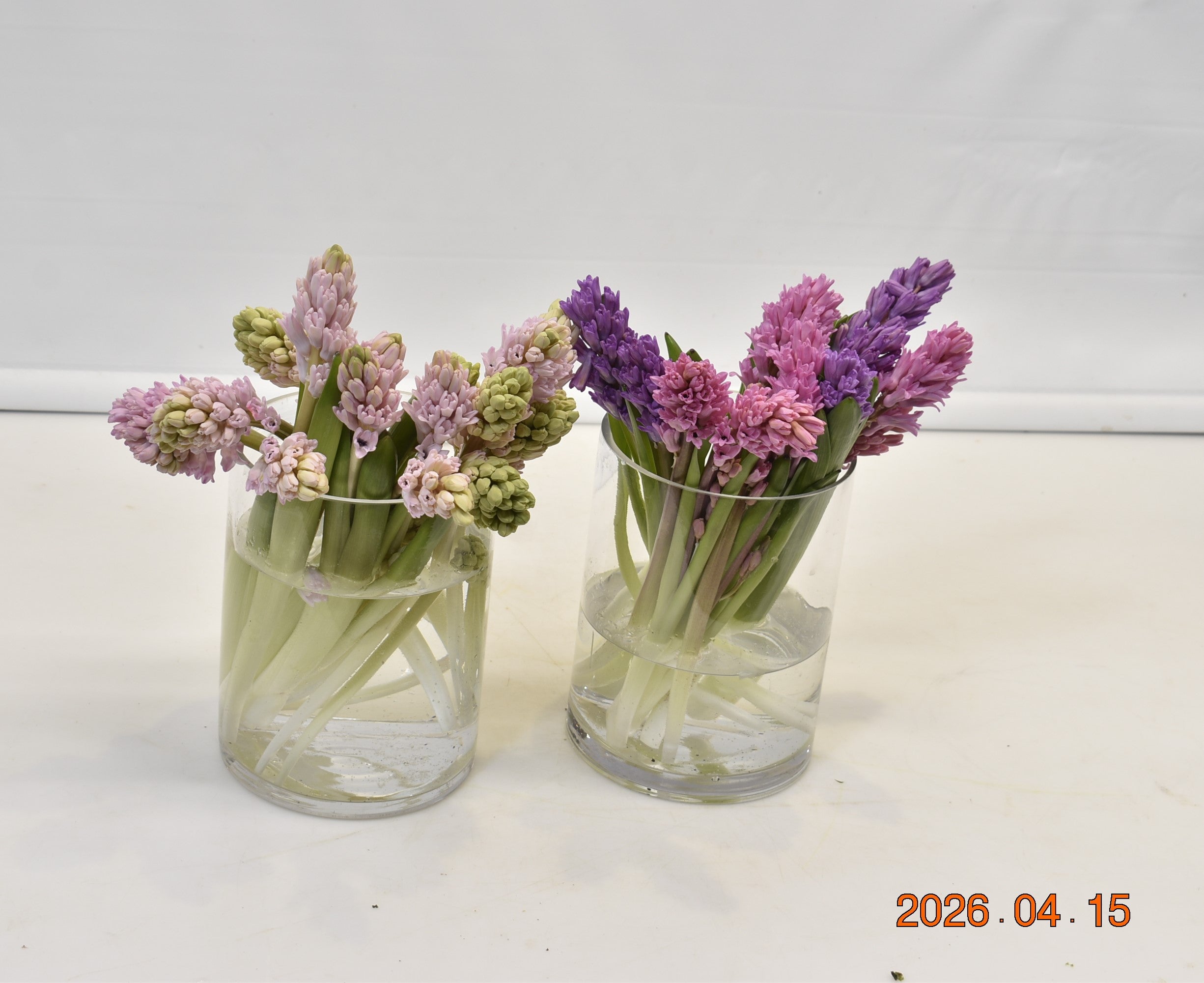 Hyacinth Assorted Large