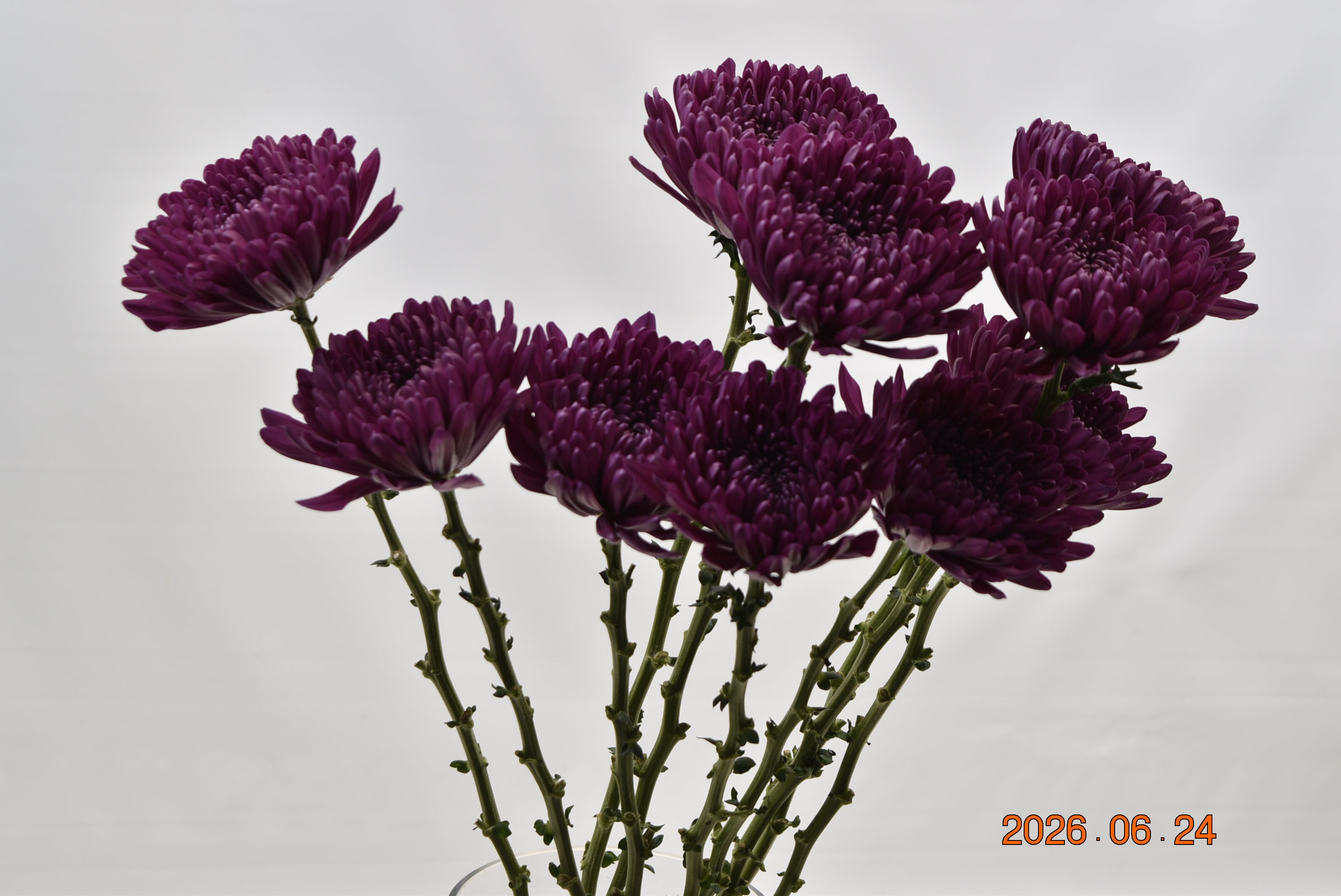 CREMONE PURPLE ANDREA Large
