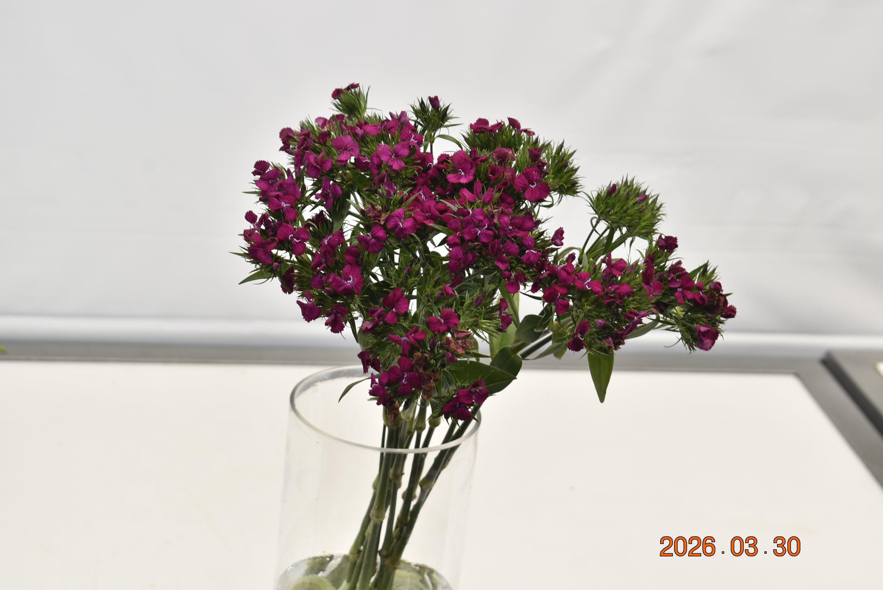 DIANTHUS BARBATUS NEON PURPLE Large